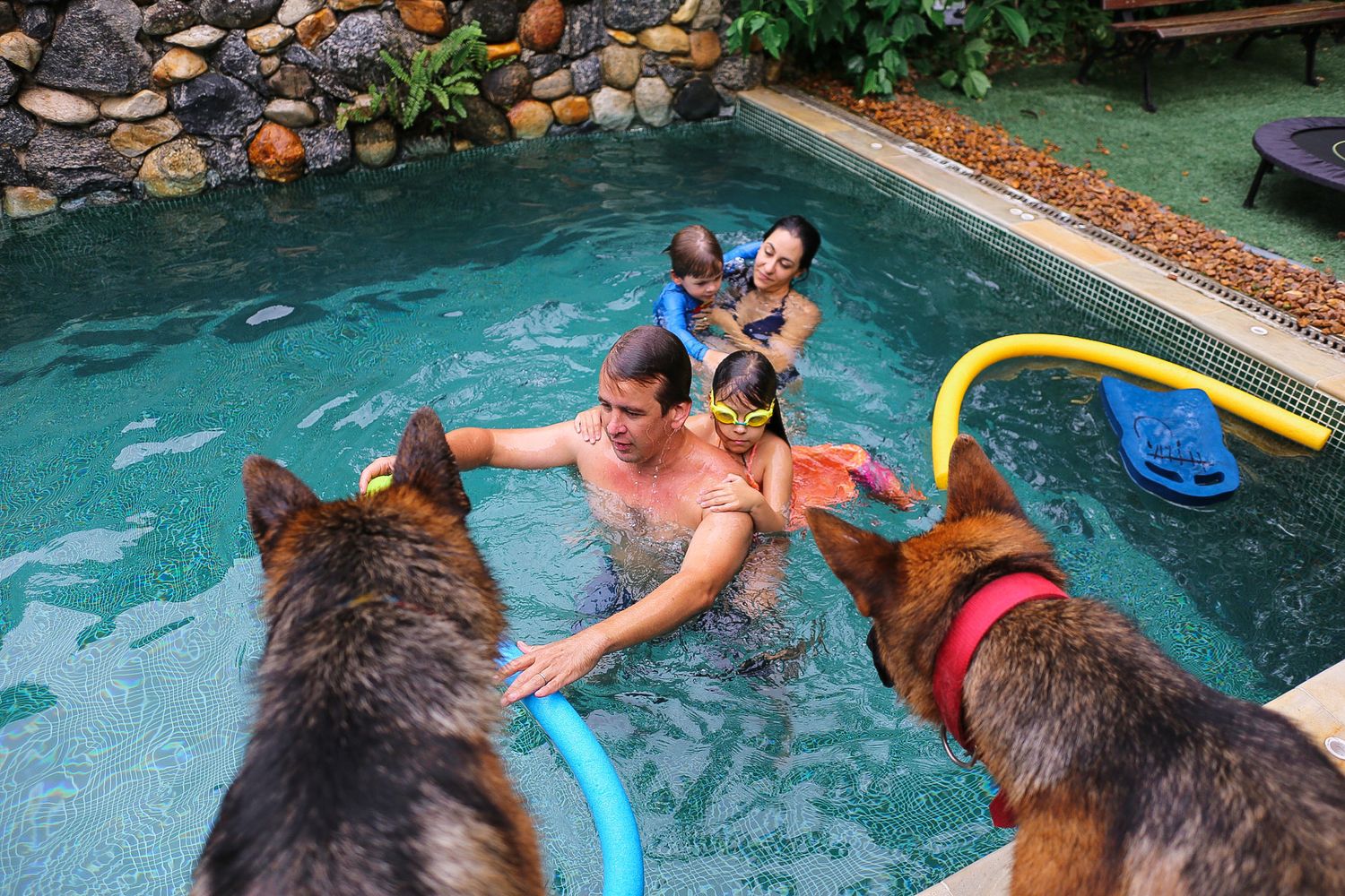 Dogs with flotation devices gather around swimmers enjoying a backyard pool on a summer day.