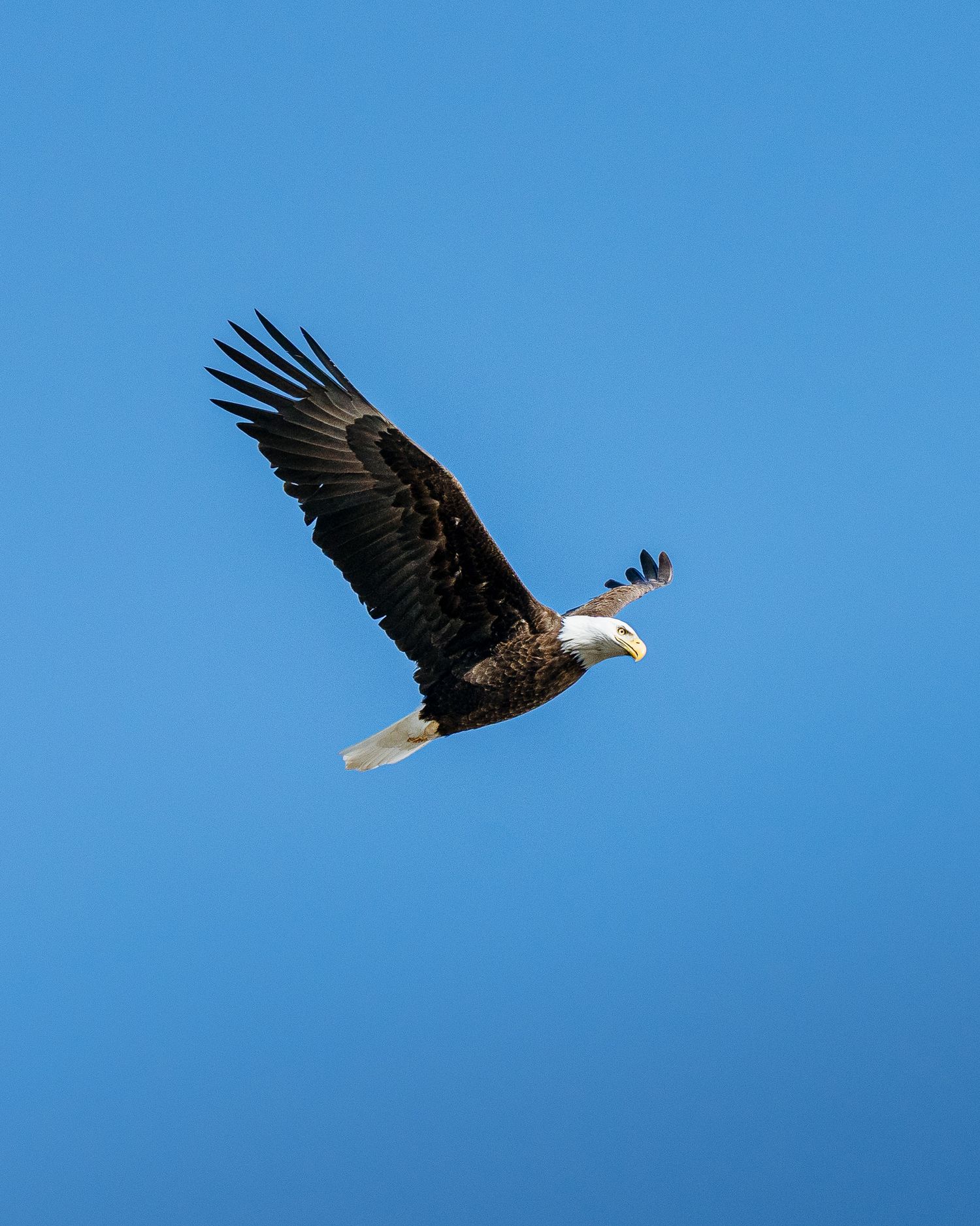 Sequence of a bald eagle soaring across a bright blue sky.