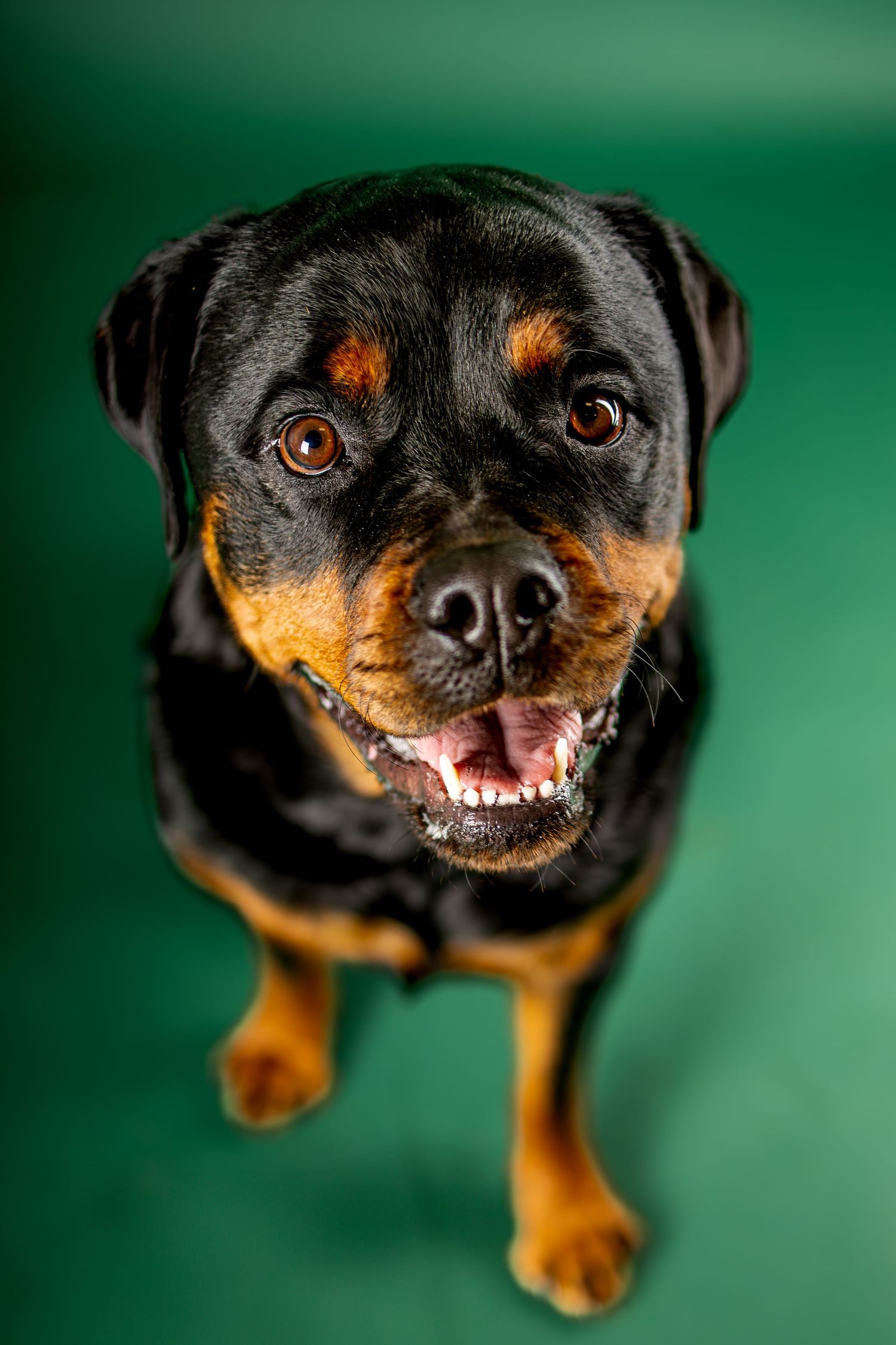 Happy Rottweiler dog with orange eyes smiling at camera against green background in studio portrait.