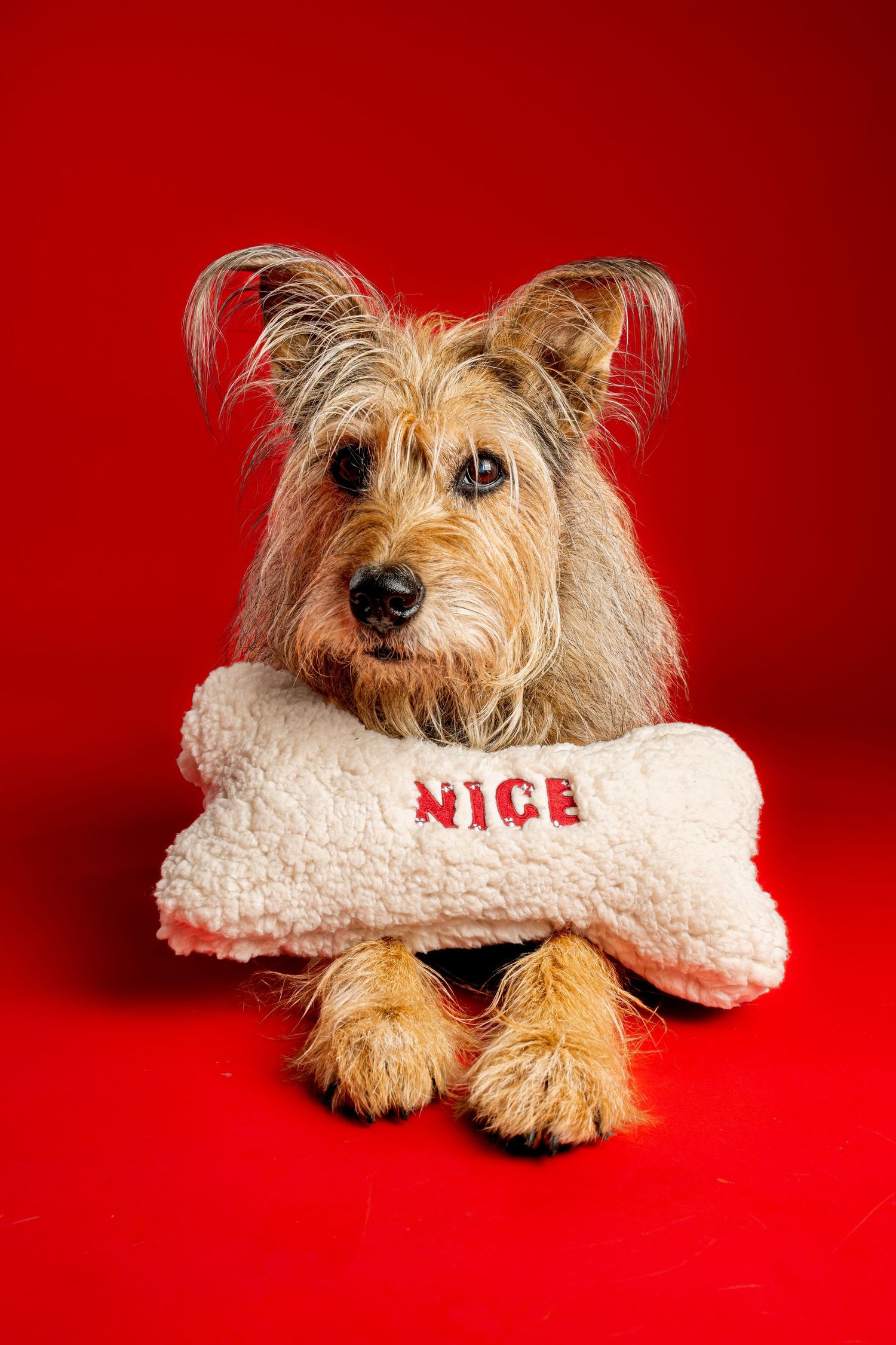Scruffy tan terrier with perky ears rests its paws and chin on a plush bone toy reading NICE against a bold red background.