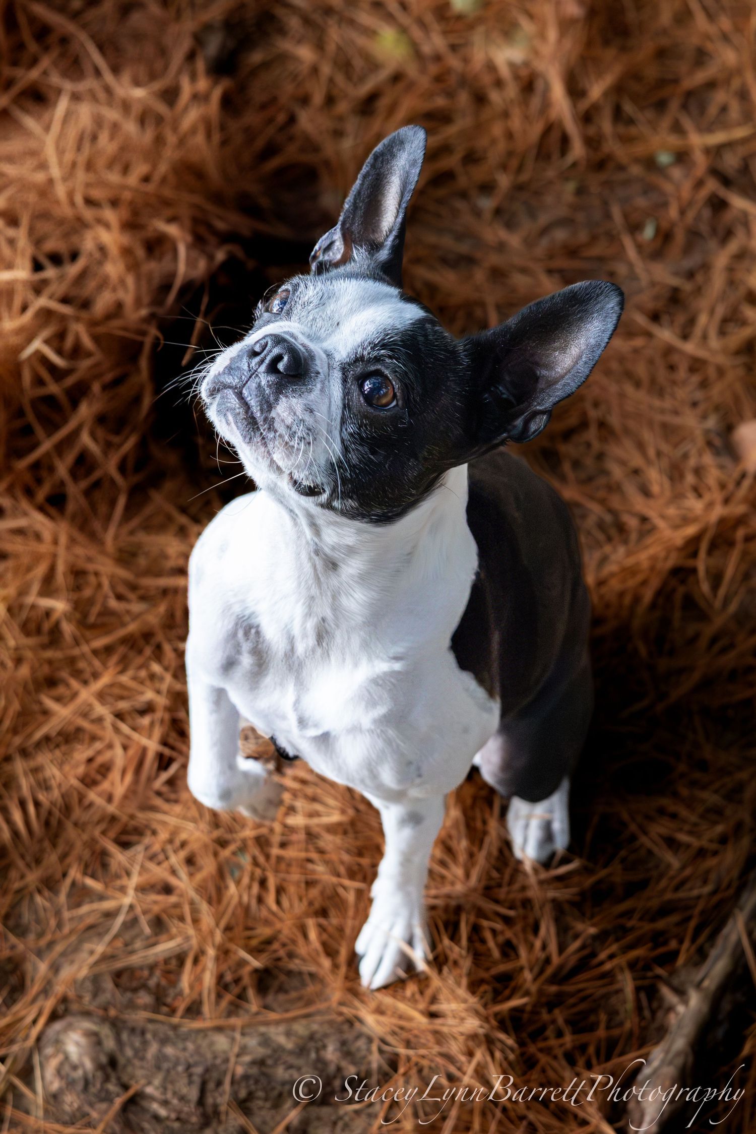 An attentive Boston Terrier puppy looking up with large expressive eyes against a brown background.