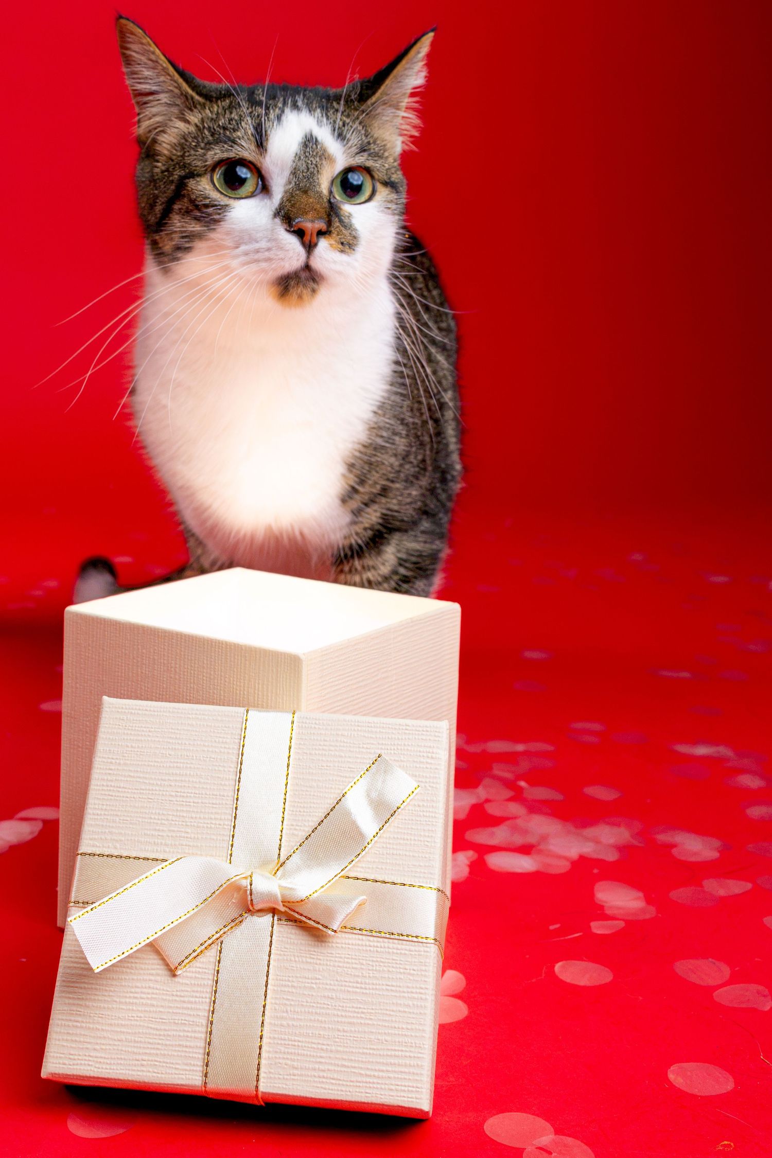 A curious tabby and white cat sits behind a cream gift box with a gold ribbon on a red background with confetti.