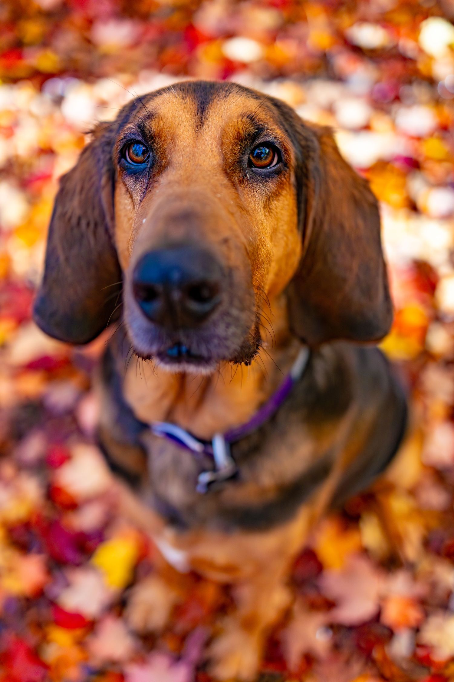 Dachshund dog with expressive eyes laying in colorful autumn leaves creating a warm seasonal portrait.