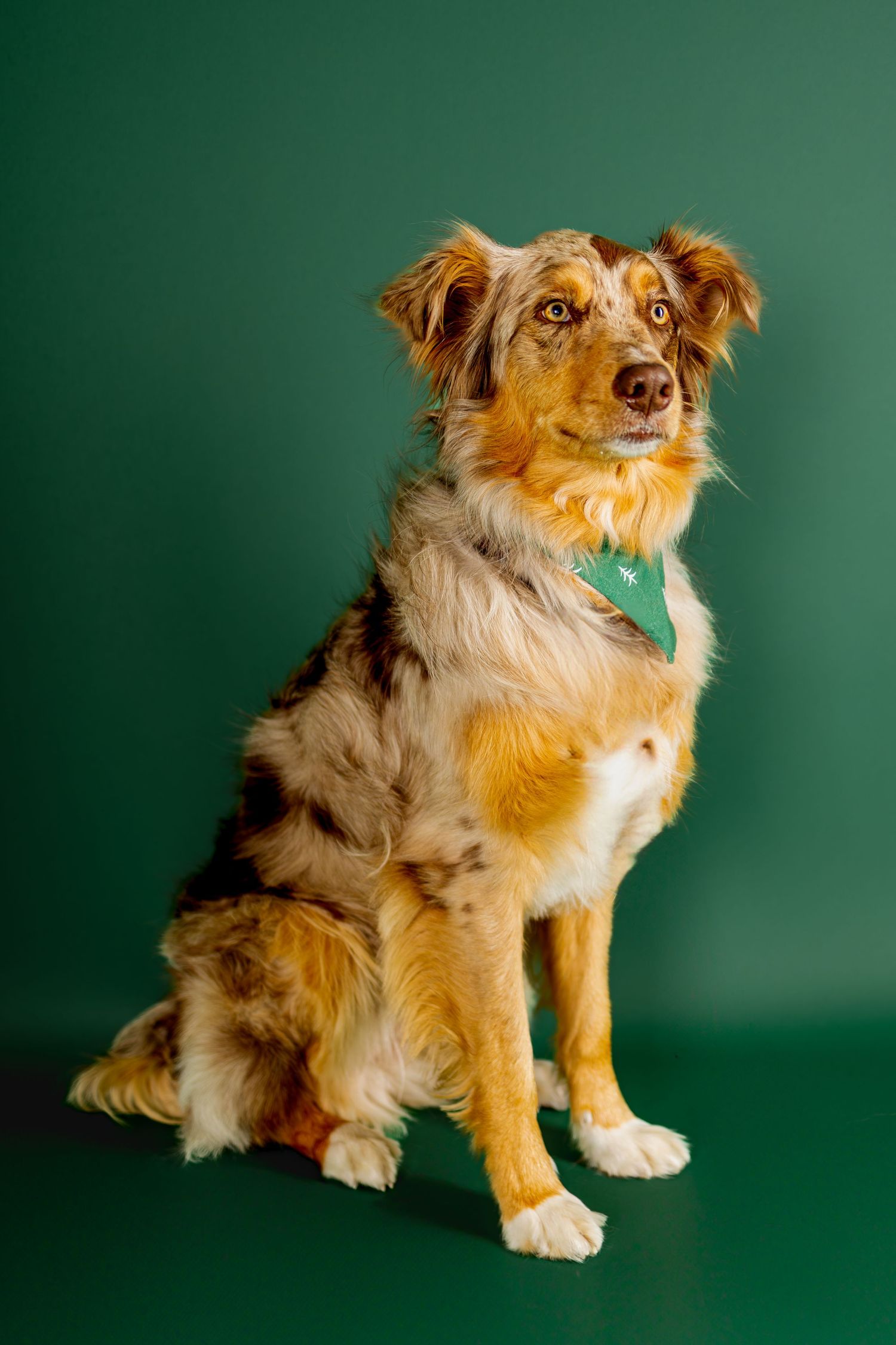 Australian Shepherd dog with red merle coat sits attentively against green background wearing teal bandana.