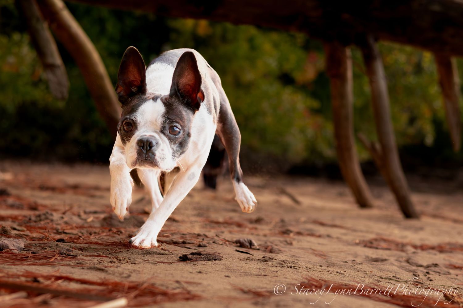 Boston Terrier in motion running along dirt trail with trees behind.