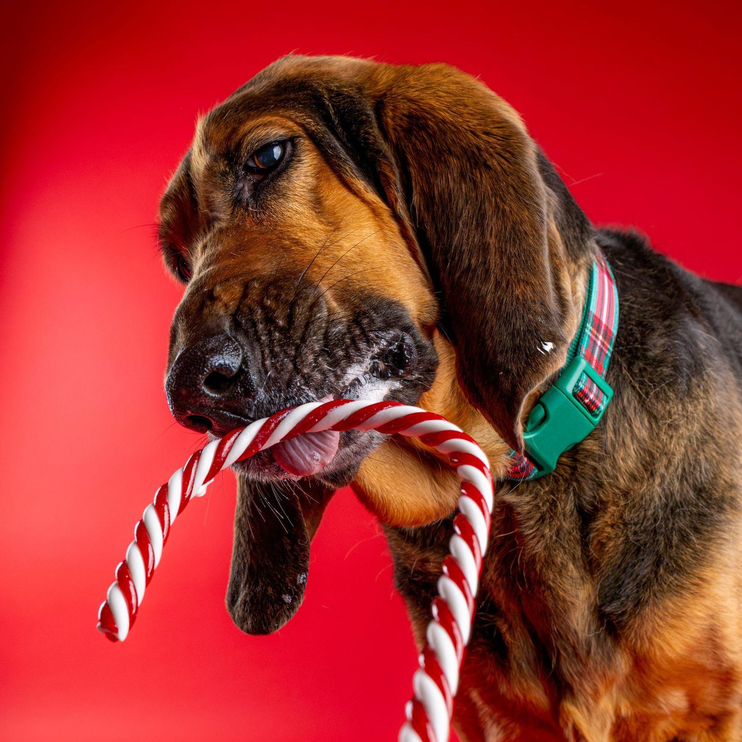 Bloodhound puppy with a green plaid collar chewing a red and white candy cane toy against a bright red background.