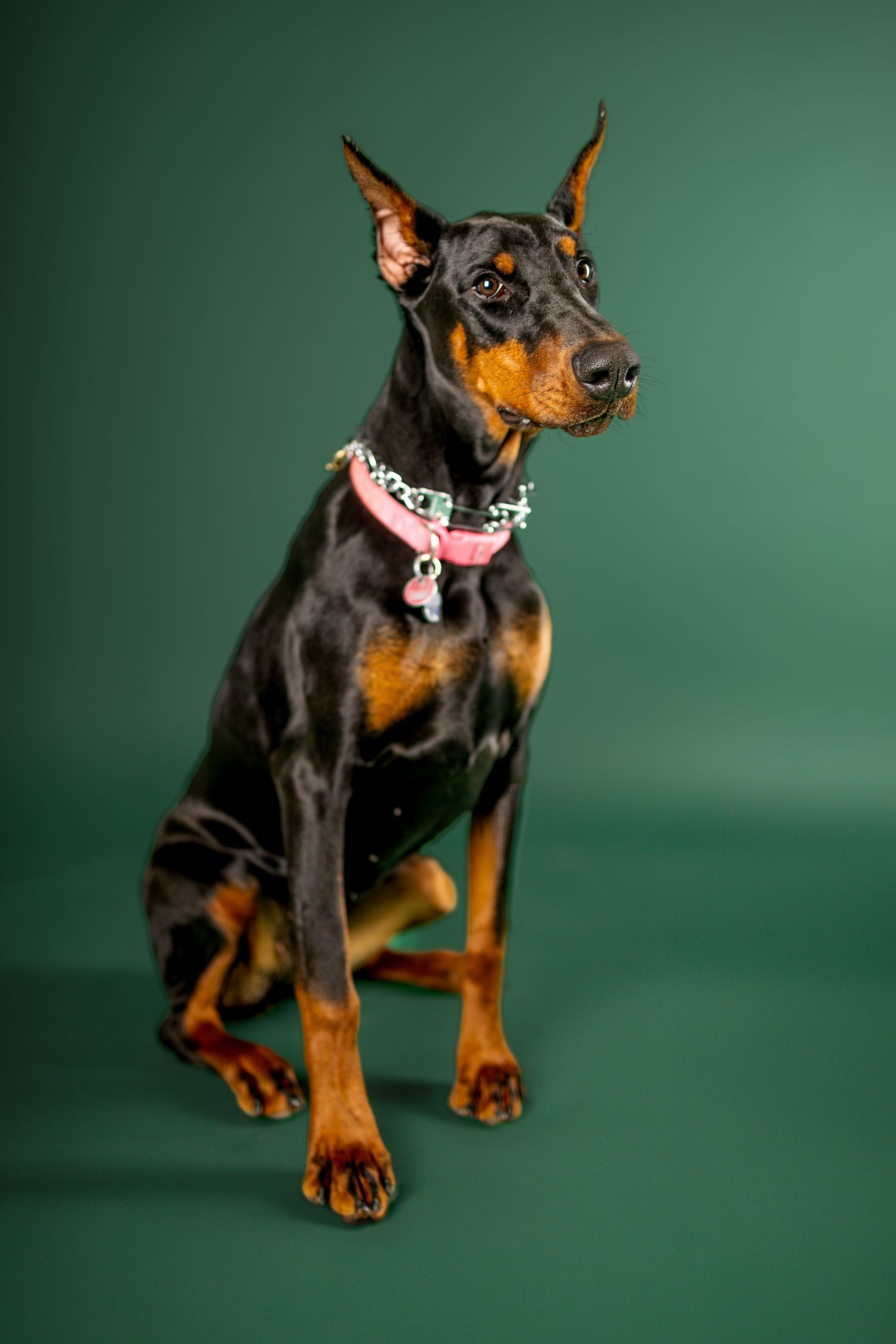 Doberman dog wearing pink studded collar poses alertly against dark green studio background.
