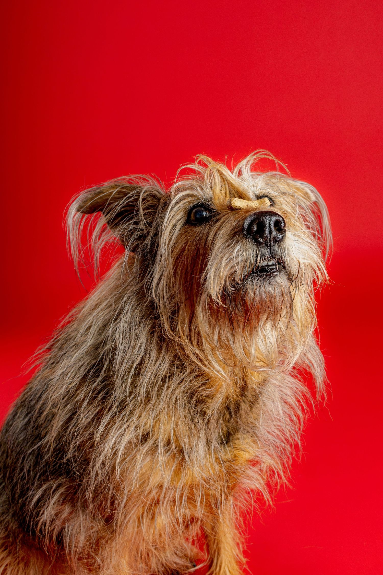 Scruffy tan and brown terrier mix with wiry fur looking upward with a treat balanced on its nose against a bright red background.
