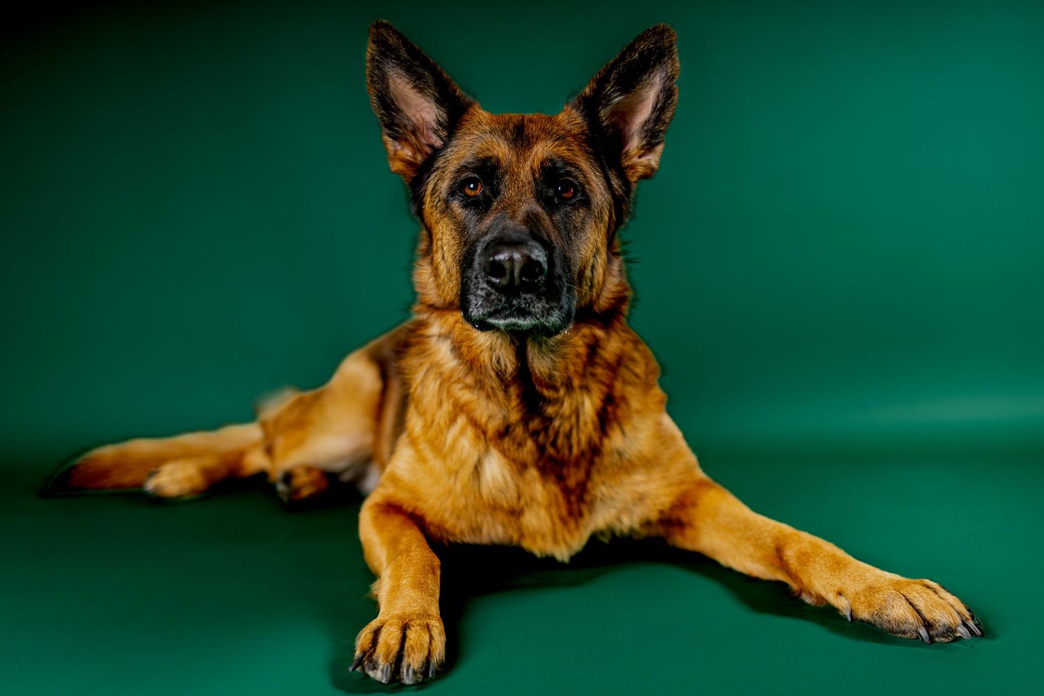 A German Shepherd dog lies on a teal background in multiple poses showing different angles of its profile and stance.