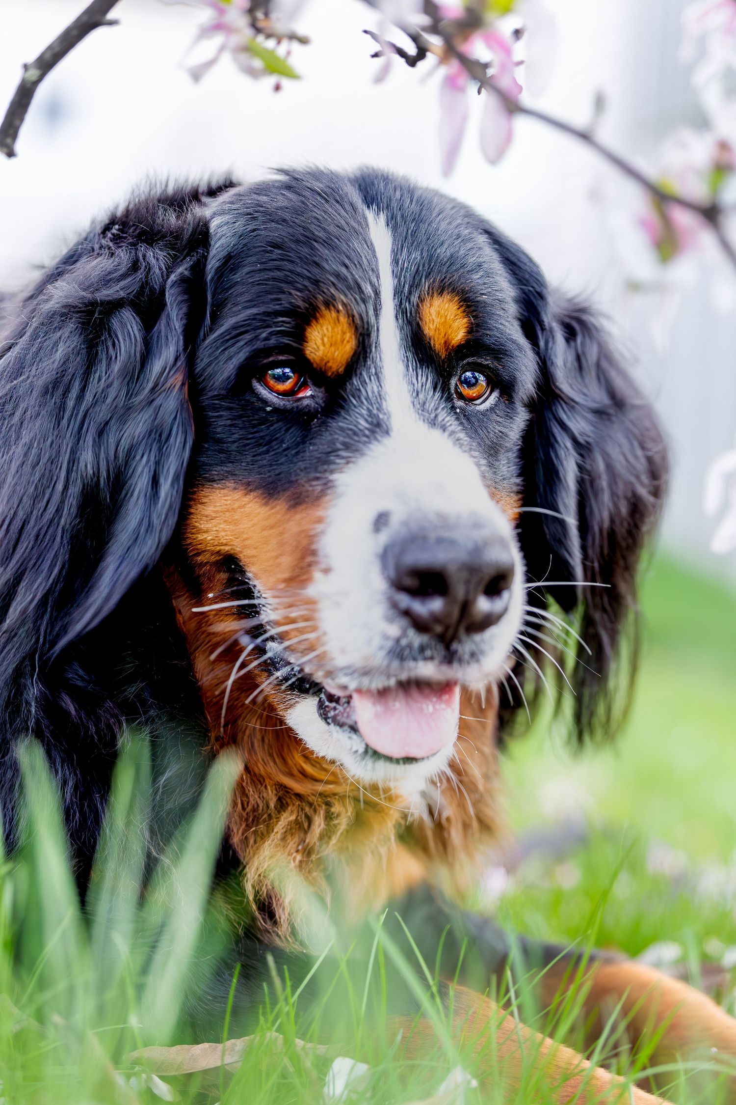 Close-up portrait of a Bernese Mountain dog with bright brown eyes lying in green grass with spring blossoms in background.