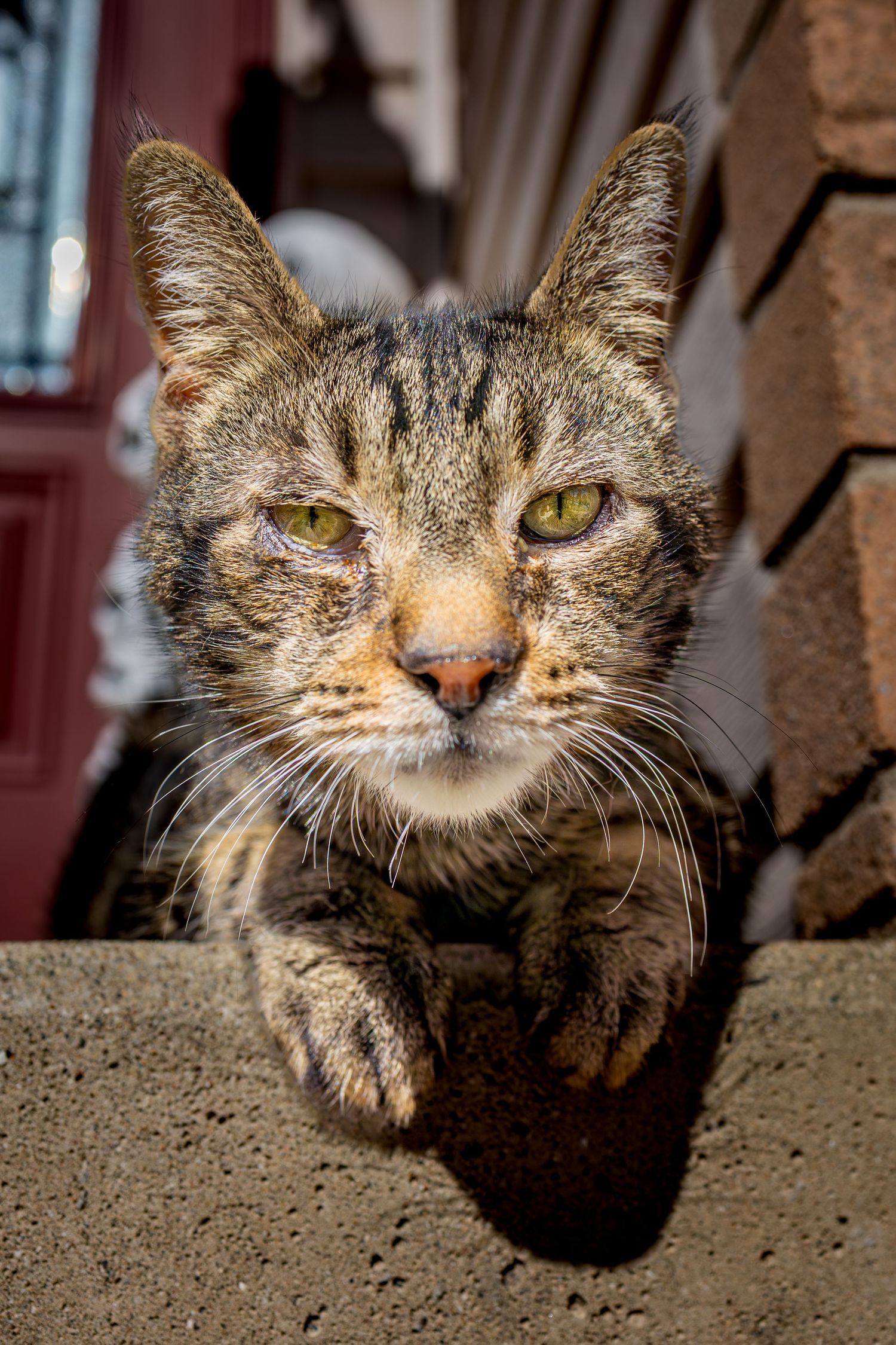 Close-up portrait sequence of a curious tabby cat with bright yellow eyes peering over a ledge in different angles.