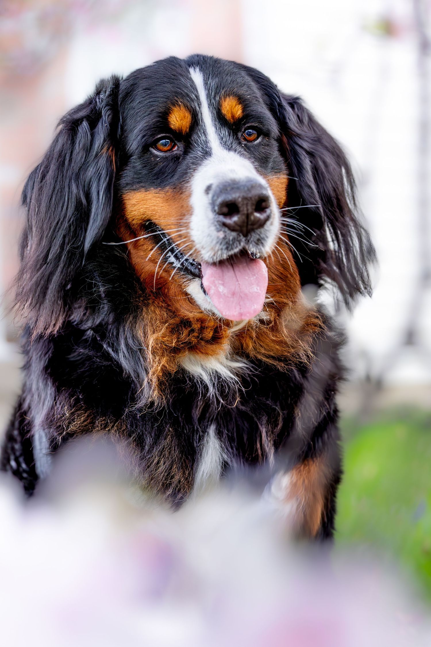 Close-up of a Bernese Mountain Dog with distinctive tricolor coat and amber eyes.