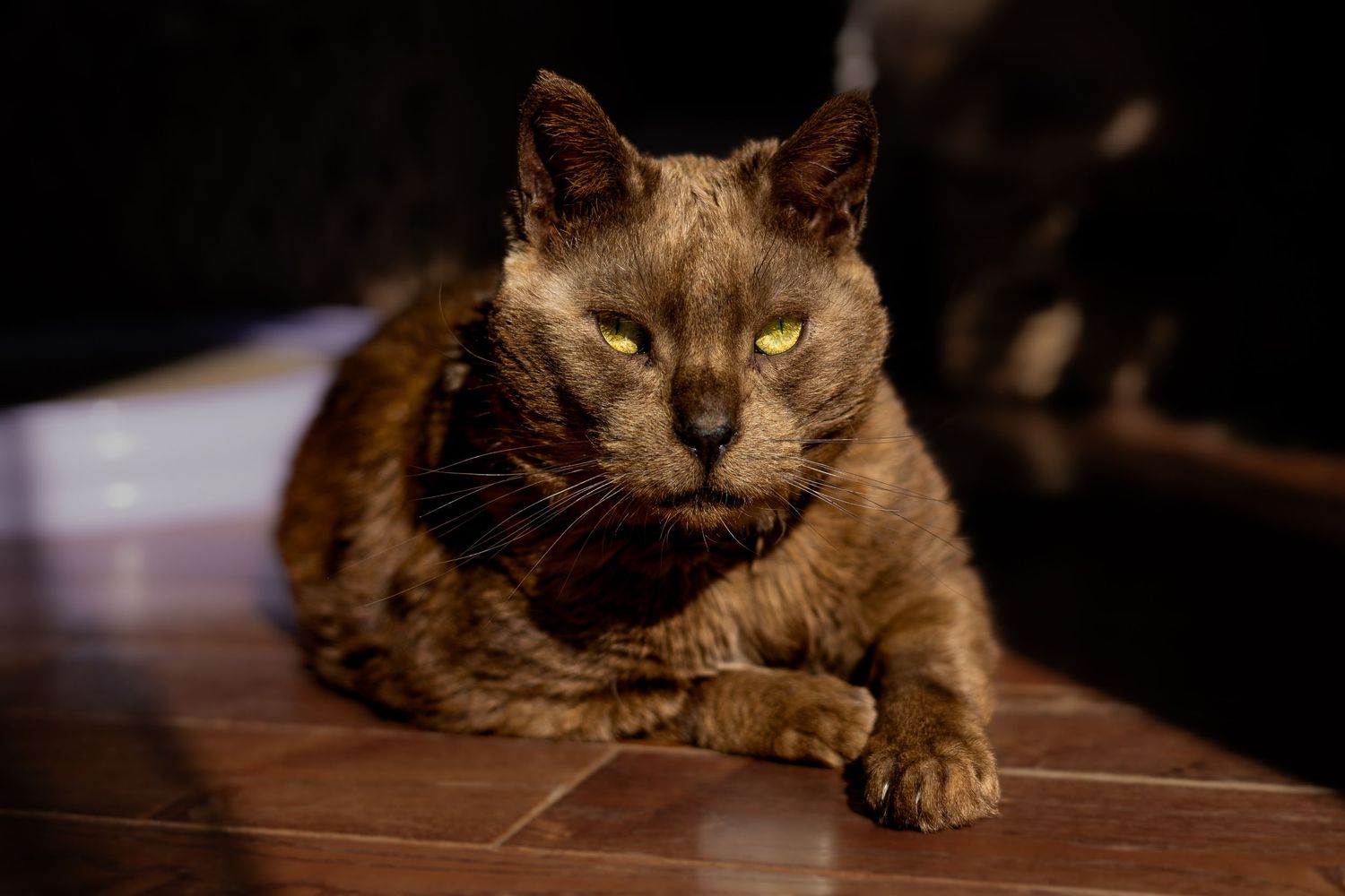 A relaxed brown cat stretches out on a wooden surface in dramatic low light.