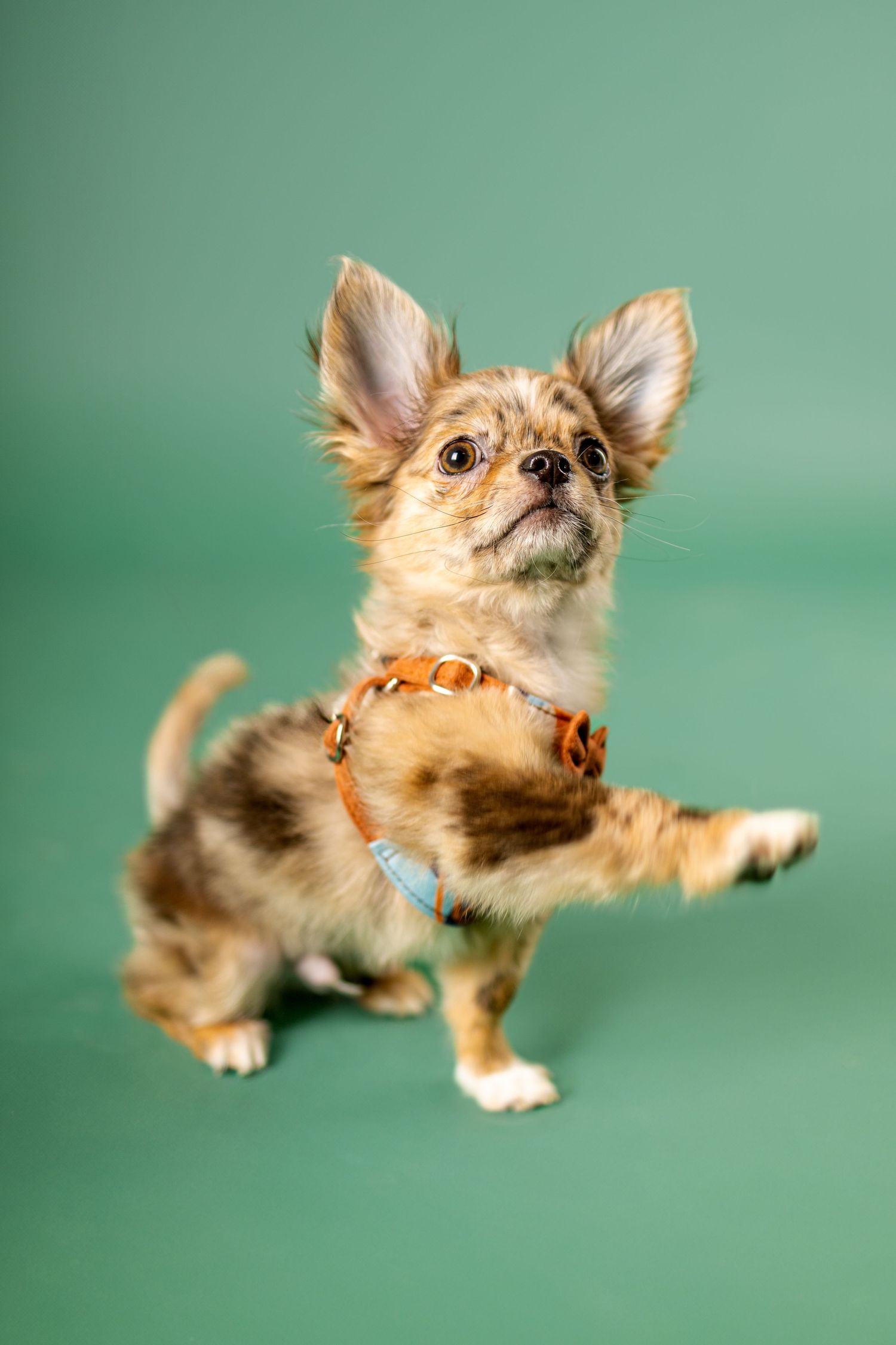 Tan Chihuahua mix wearing orange harness standing alert on green backdrop.