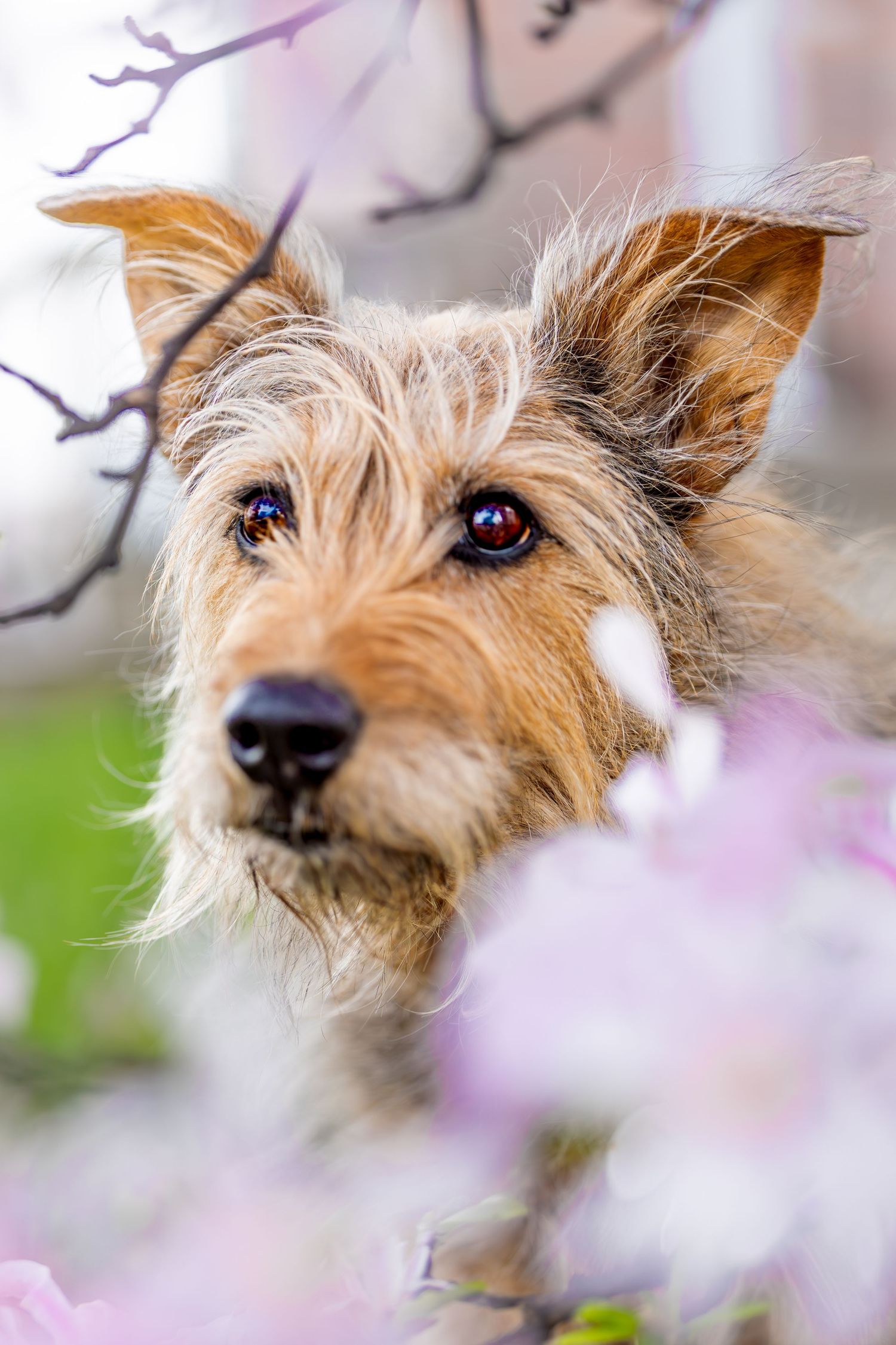 Close up portrait of a scruffy terrier mix dog with bright eyes amid pink spring blossoms.