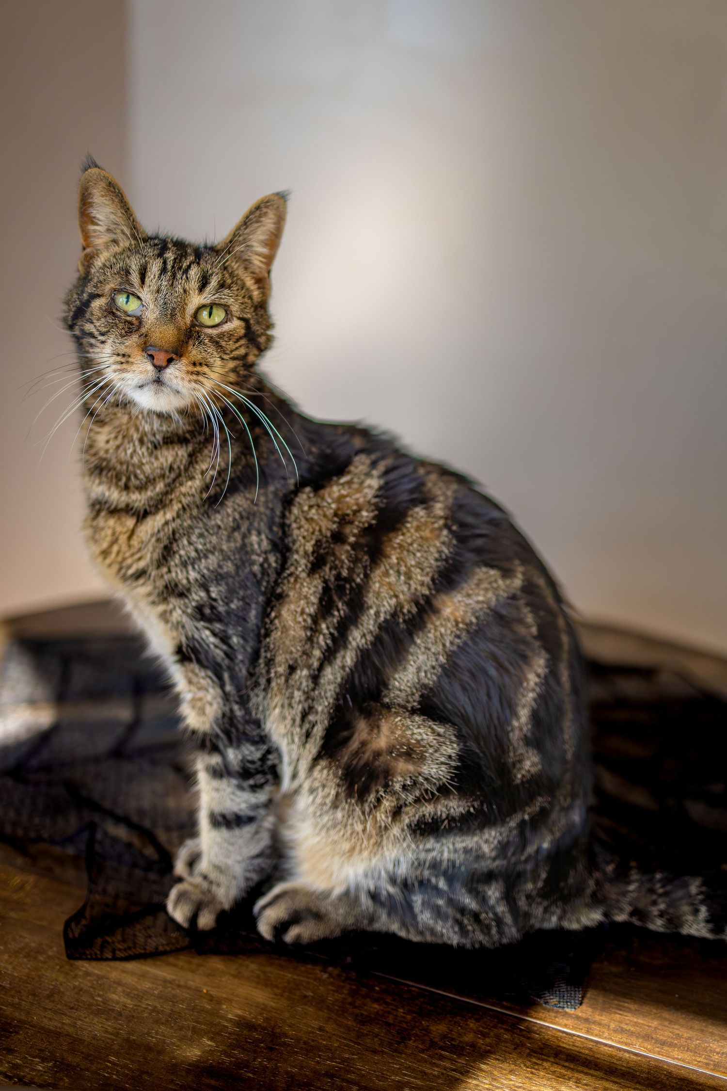 A tabby cat with striking green eyes lounges on a dark surface in a series of similar poses showing different angles.