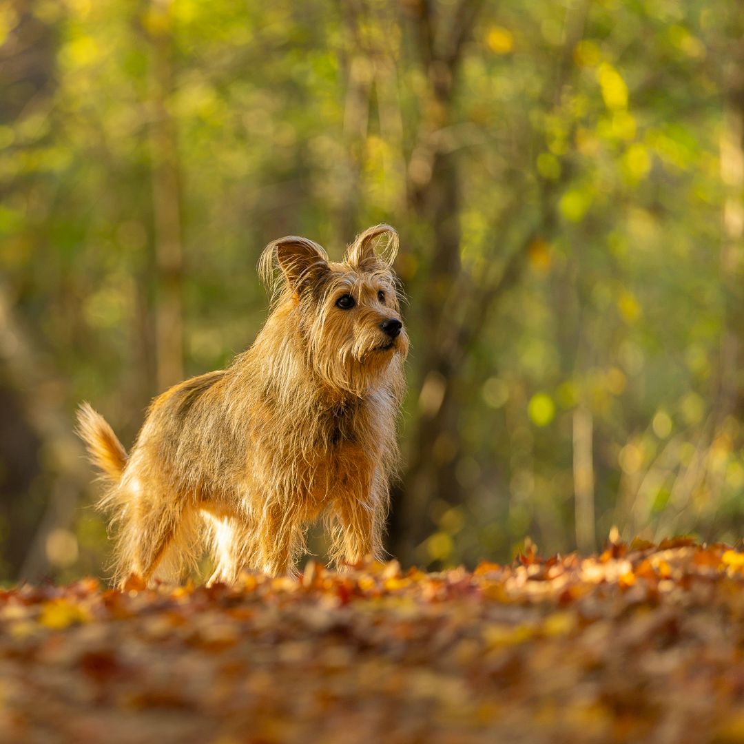 Shaggy tan terrier dog standing alert on a carpet of golden fallen leaves in a sunlit autumn forest.
