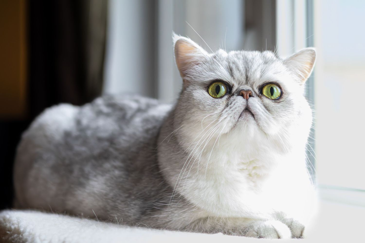 White exotic shorthair cat with green eyes resting by a bright window.