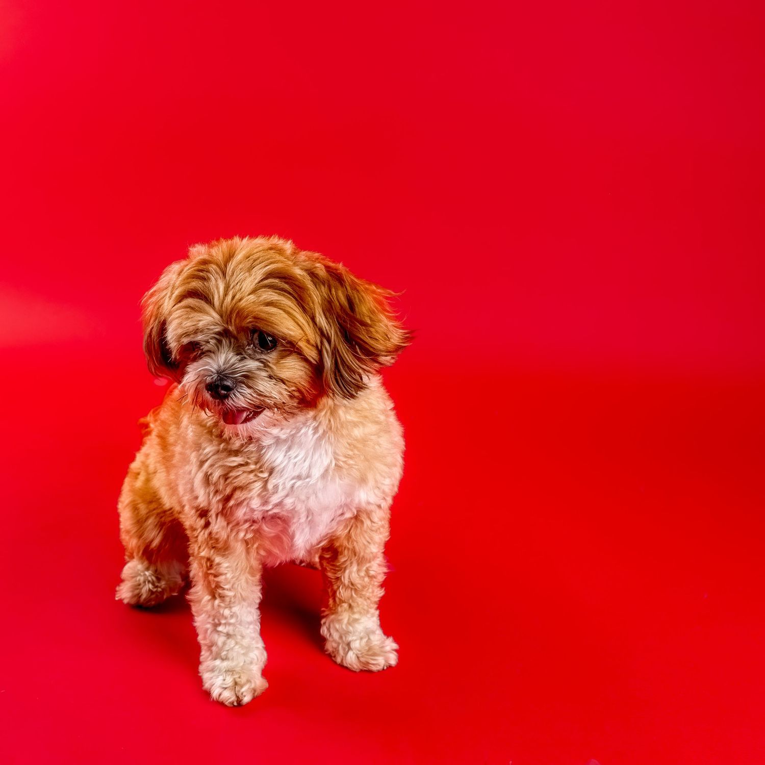 Small fluffy apricot and white Shih Tzu mix puppy sitting and looking down against a bold, solid red studio background.