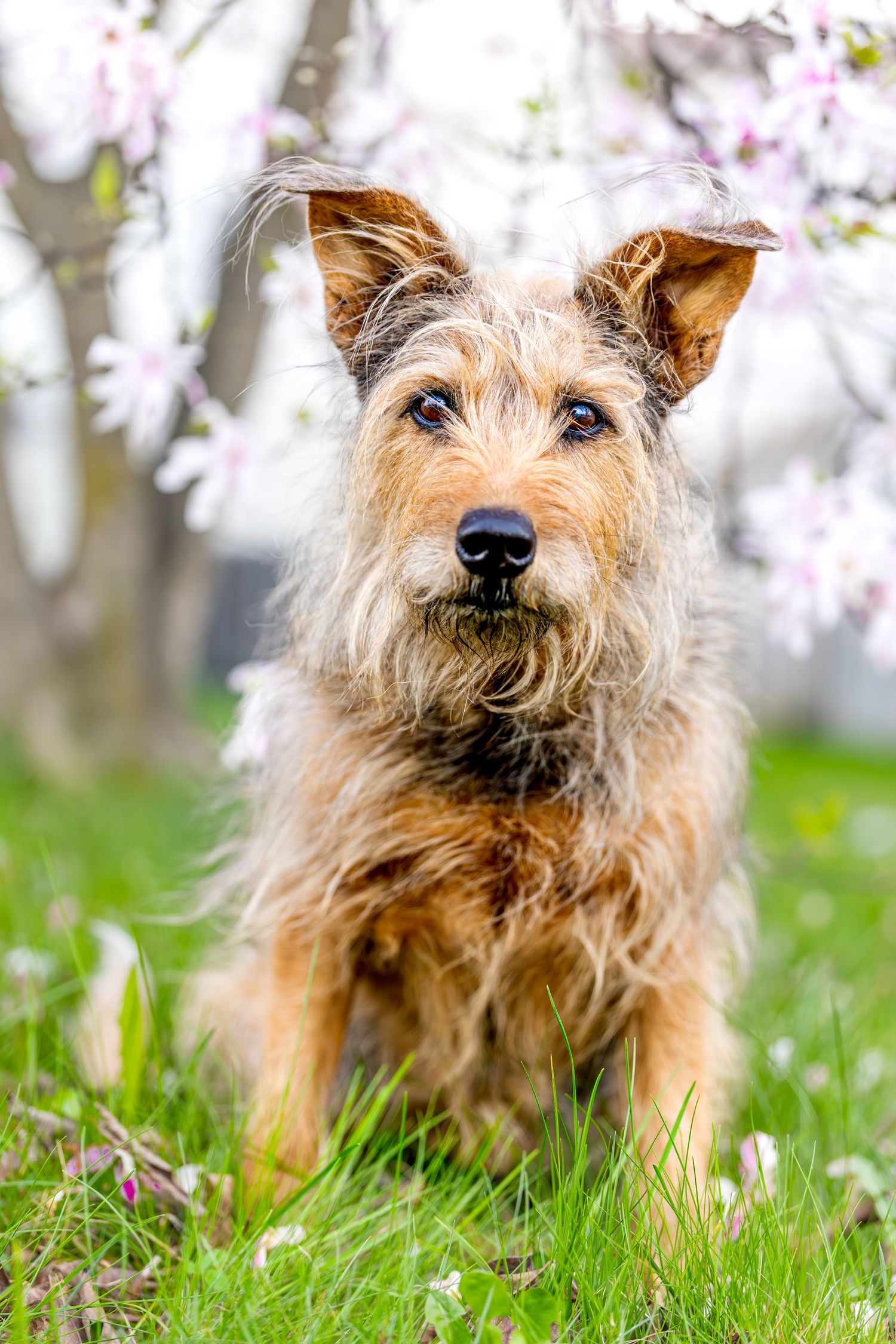 A shaggy brown terrier sits attentively in green grass with cherry blossoms in the background.