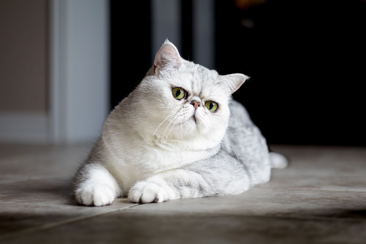 White Persian cat lounging and posing against a dark background.