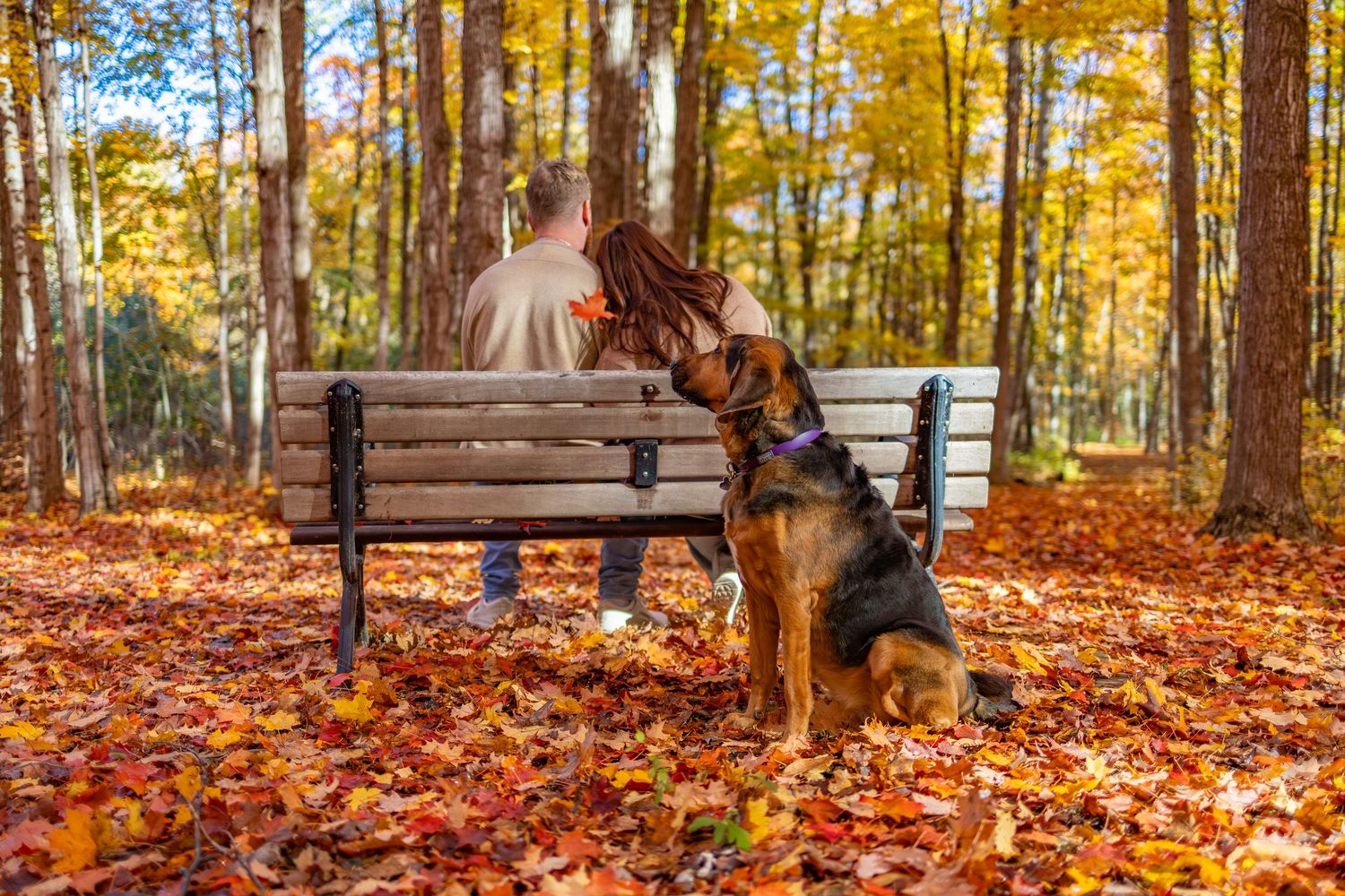 A wooden bench sits in a serene autumn forest surrounded by vibrant orange fallen leaves and tall trees.