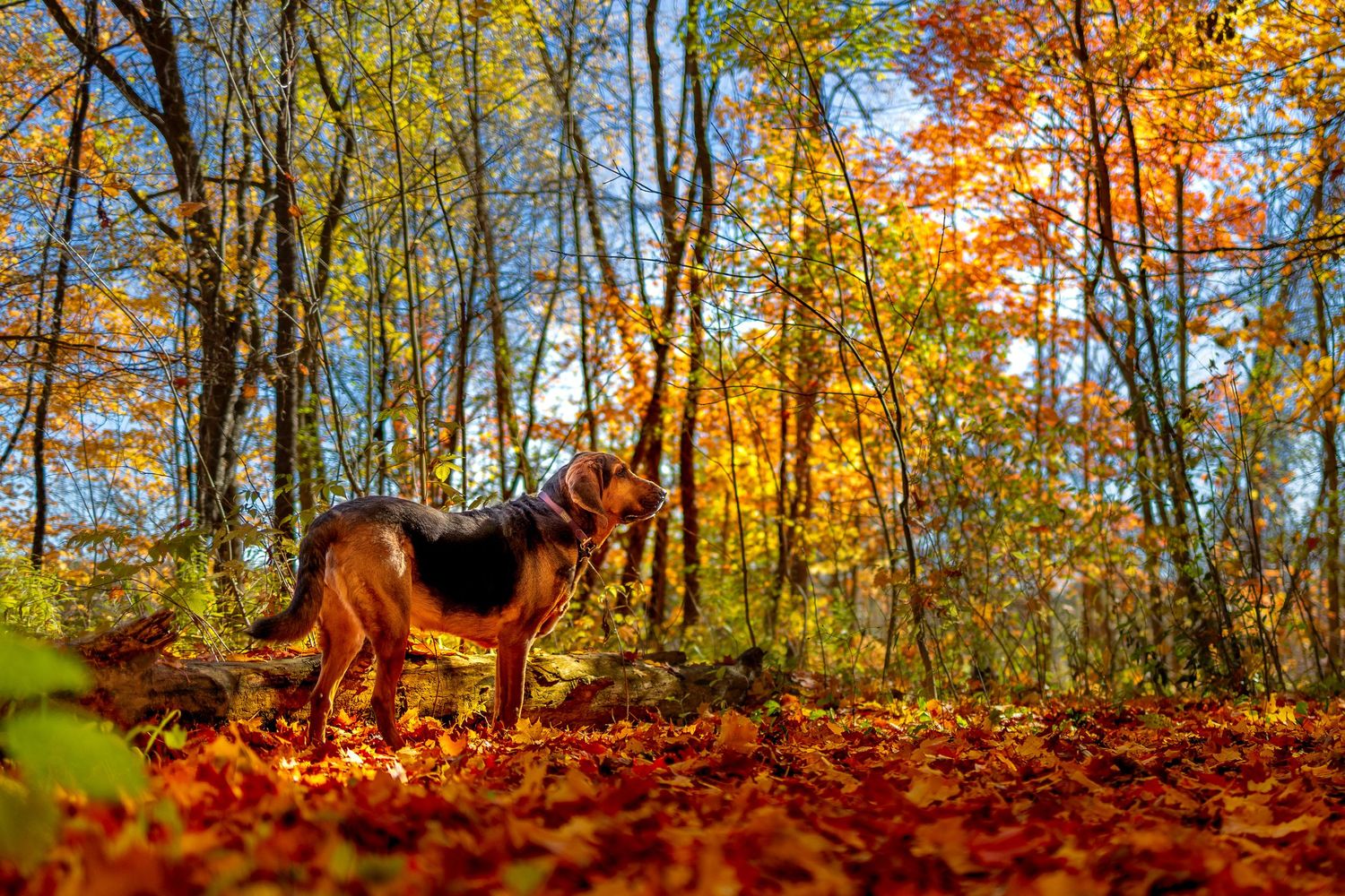 German Shepherd dog stands on colorful autumn leaves in a forest with golden fall foliage overhead.