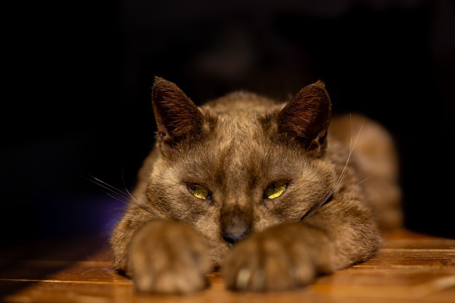 A chocolate-colored cat rests contentedly on a wooden table in warm ambient light.