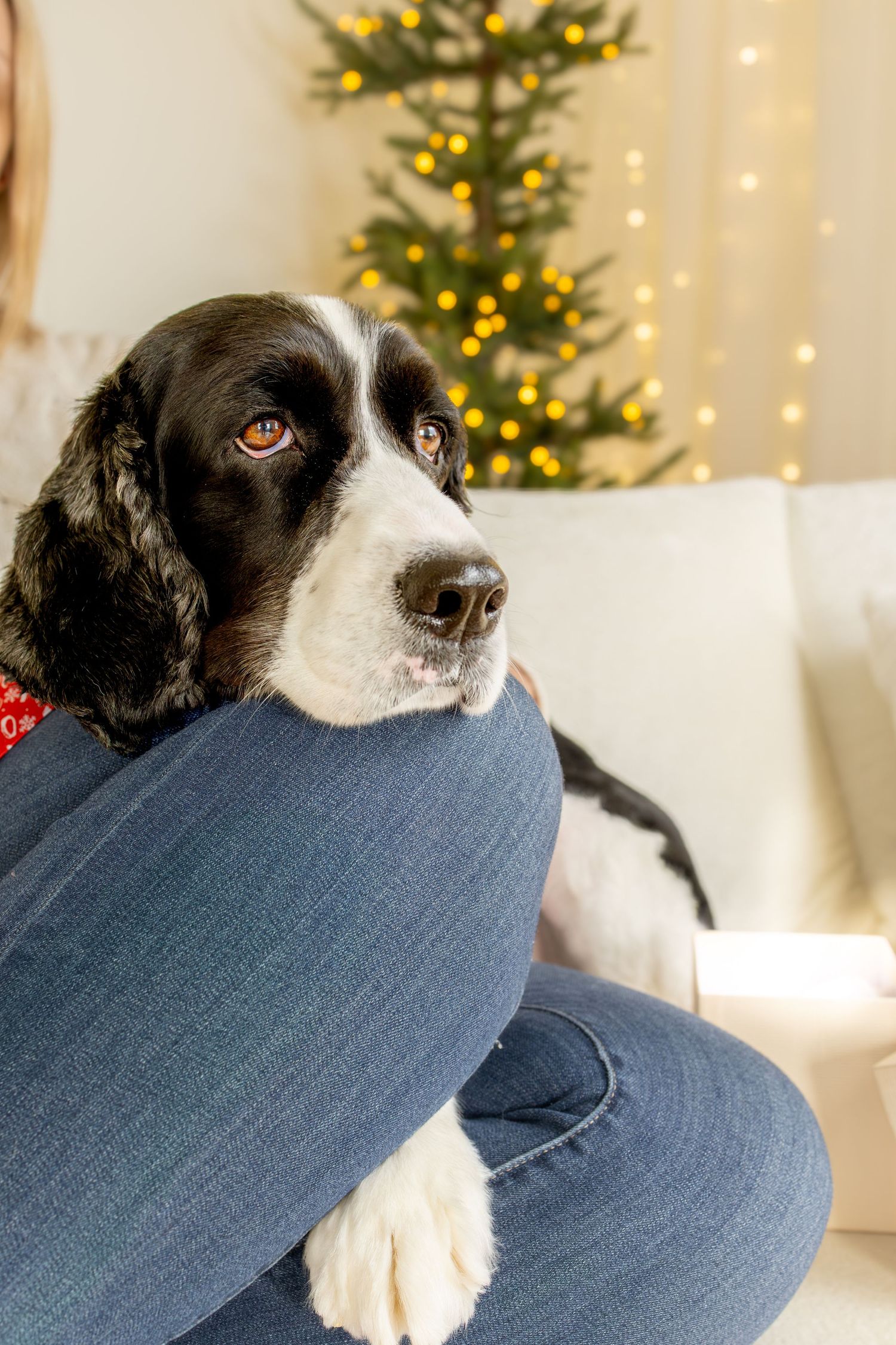 Black and white springer spaniel resting its head on a person's denim-clad knee beside a lit Christmas tree and twinkling holiday lights.