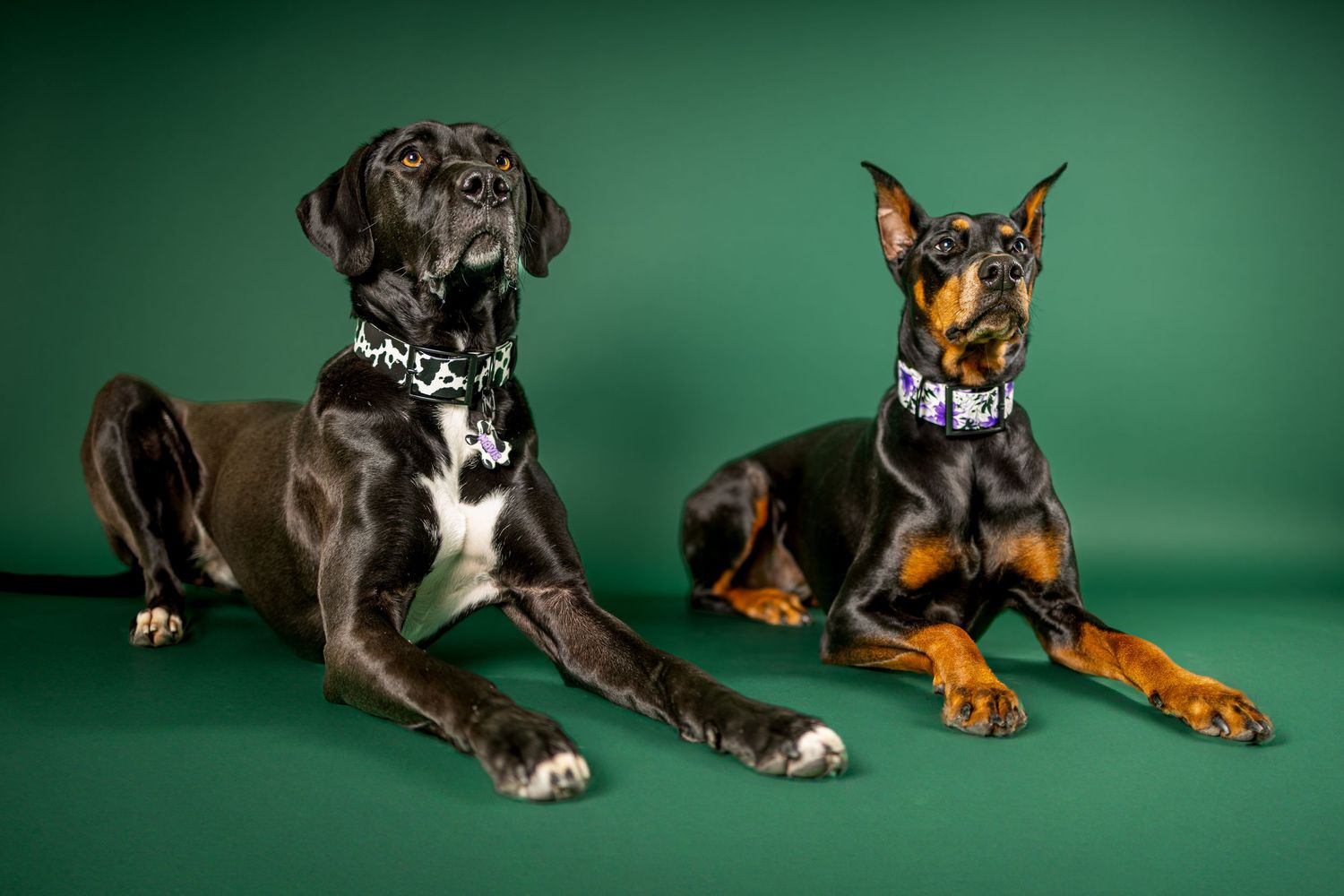 Two relaxed Doberman Pinscher dogs lying side by side on a green background in a photo studio setting.
