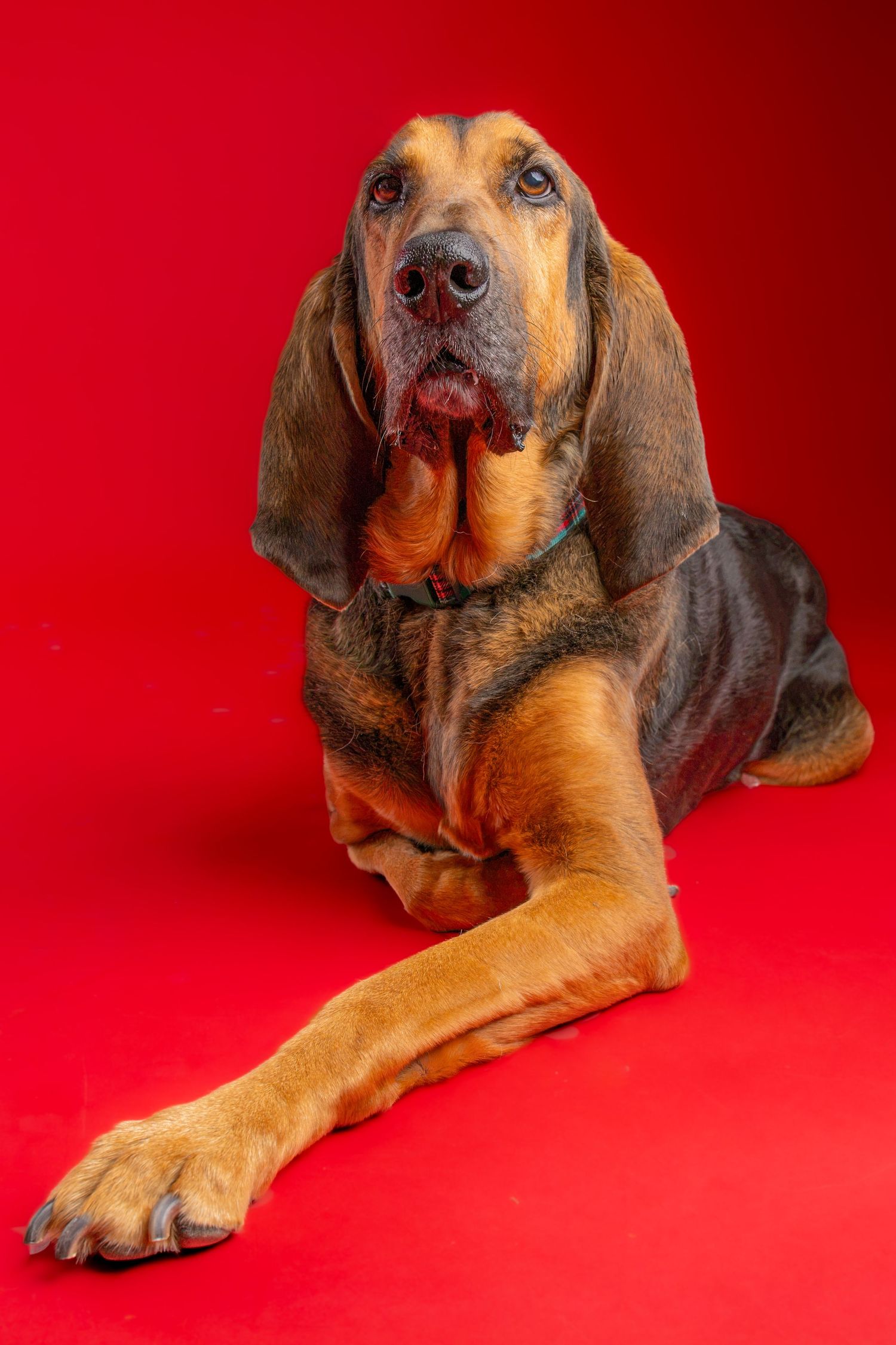 Bloodhound with long droopy ears and wrinkled face lying down with one front paw stretched out against a bright red studio background.