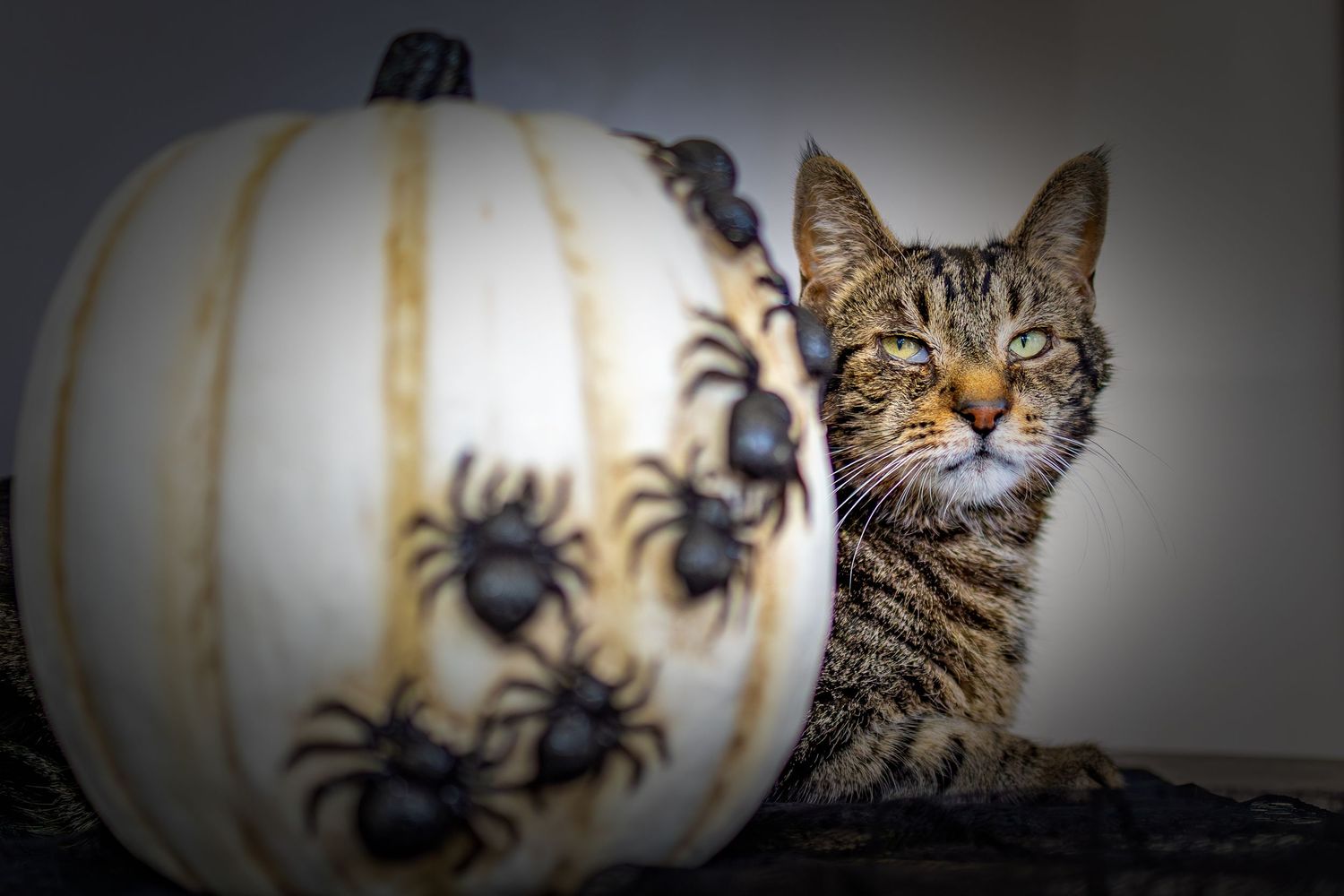 A tabby cat peers out from behind a white Halloween pumpkin decorated with black spiders in a spooky setting.
