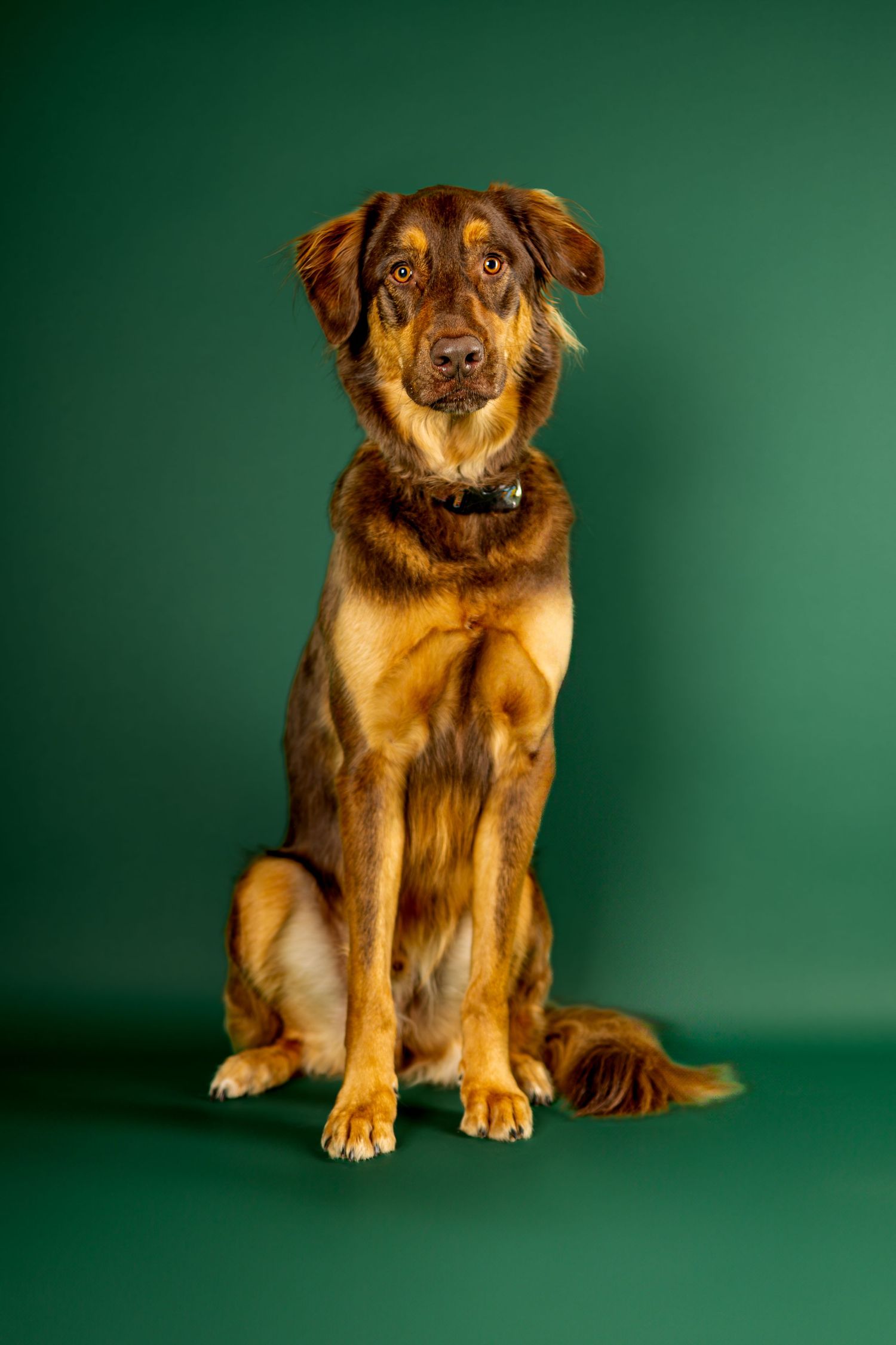 Golden-brown mixed breed dog sitting and posing against green backdrop in studio setting.