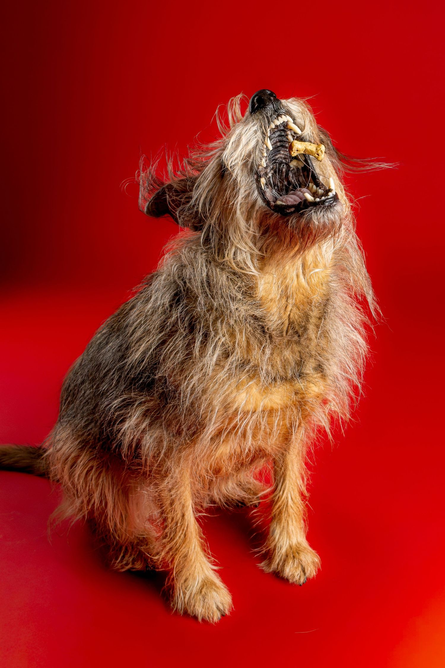 Shaggy gray and tan terrier mix sitting on a red background with head tilted back and mouth open, catching a treat.