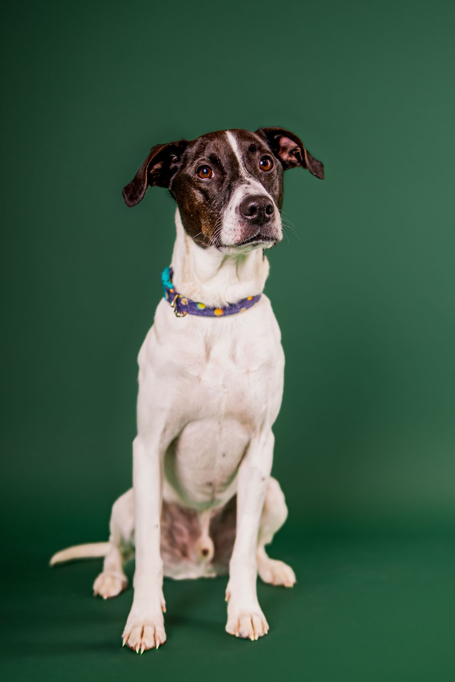 Black and white Jack Russell terrier puppy sitting against a green studio background.