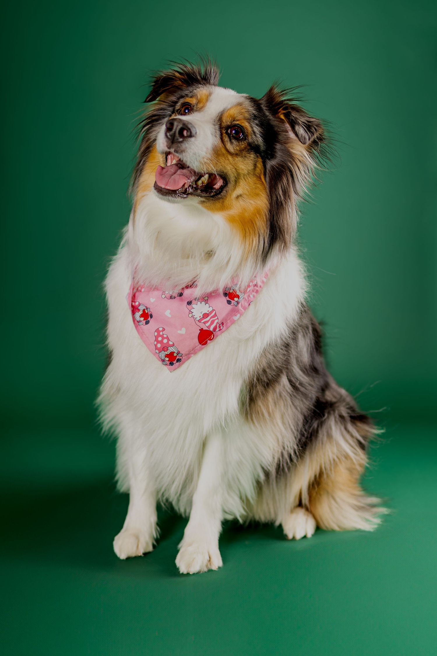 Happy Australian Shepherd dog wearing a pink and red bandana sits against a green studio background.