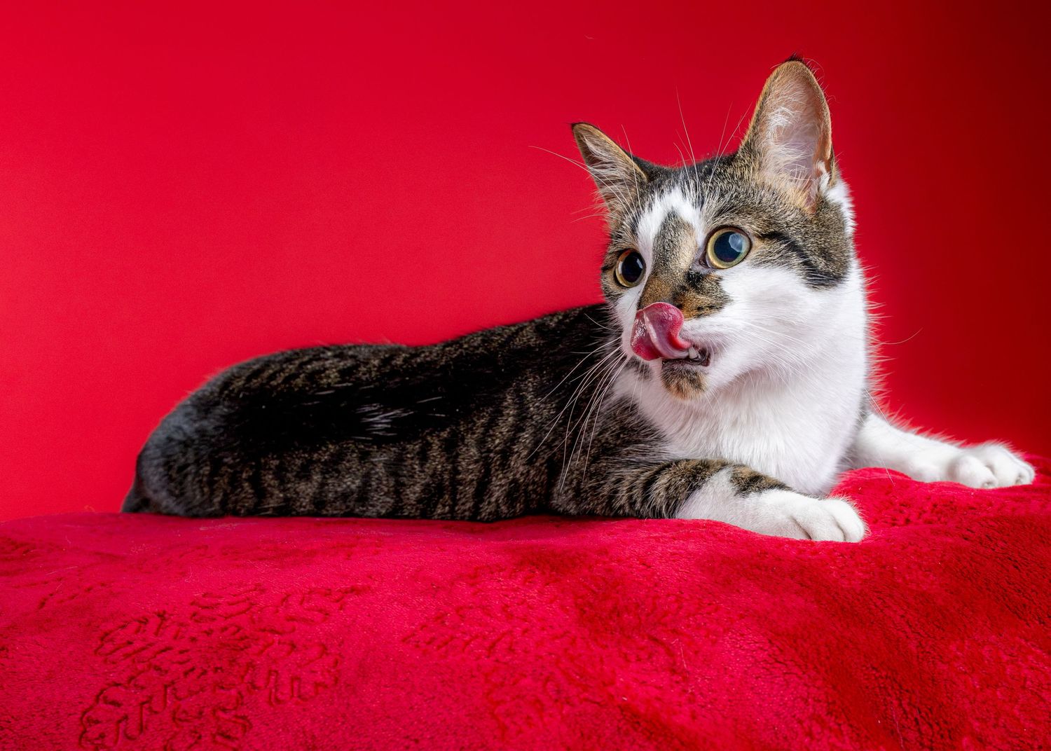 Tabby and white cat with wide eyes licking its nose while lying on a bright red fluffy blanket against a vivid red background.