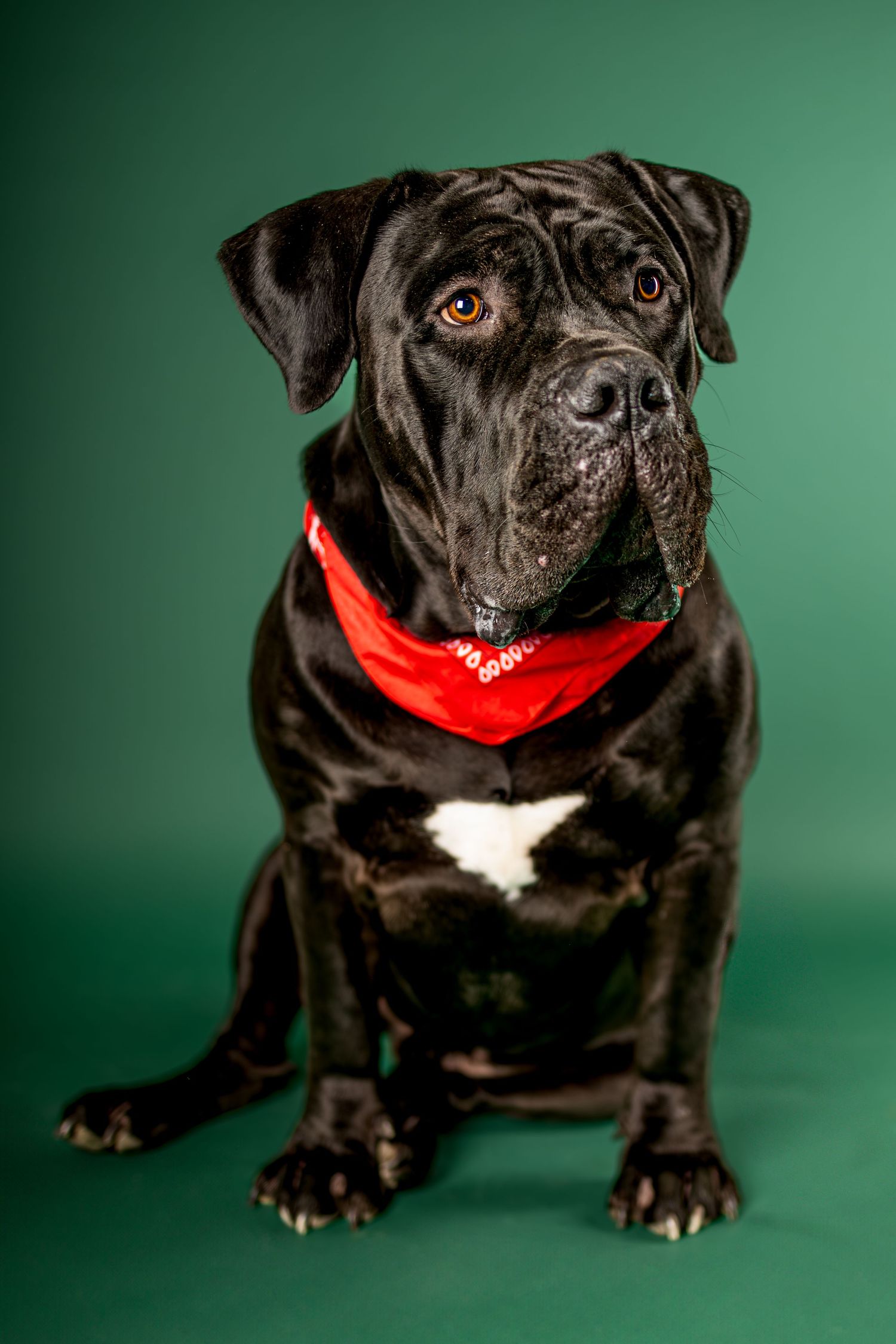 A black pug wearing a red collar photographed from different angles against a green studio background.