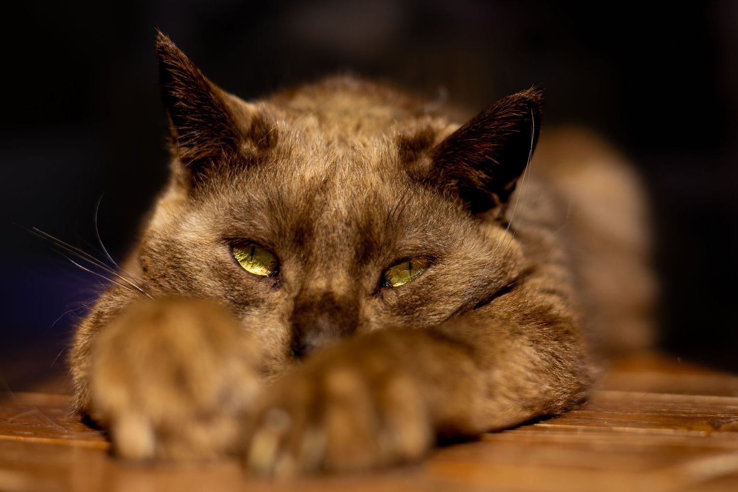 Close up photo sequence shows a sleepy cat with grey fur gradually closing and opening their expressive eyes.