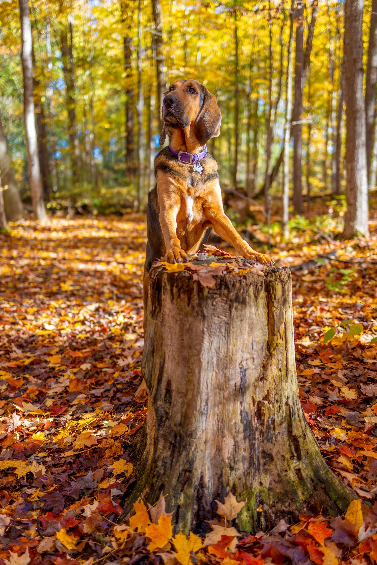 Two dachshund dogs sit on tree stumps surrounded by colorful autumn leaves in a sunlit forest.