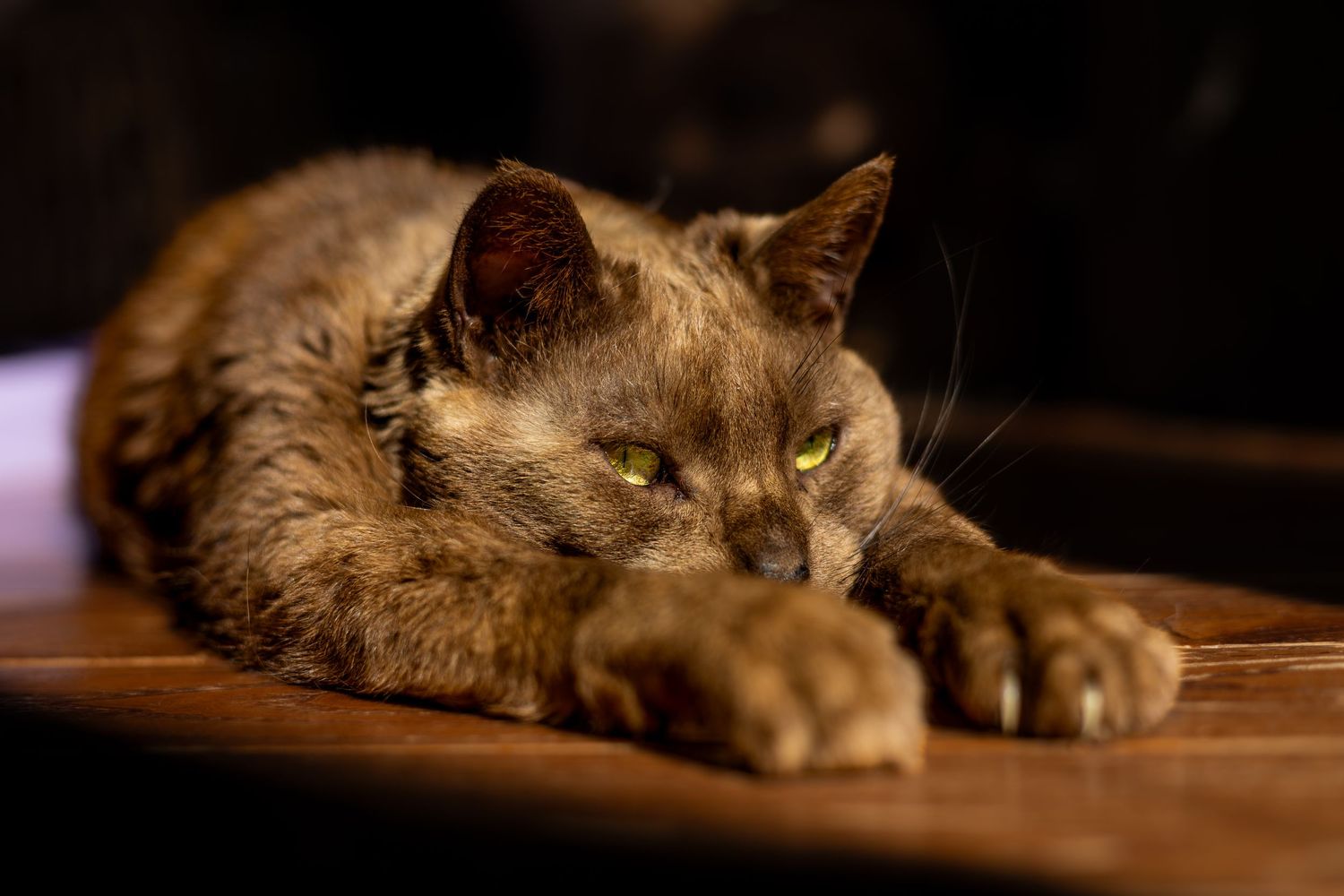 A sleepy brown cat sprawls on wooden flooring in warm evening lighting.