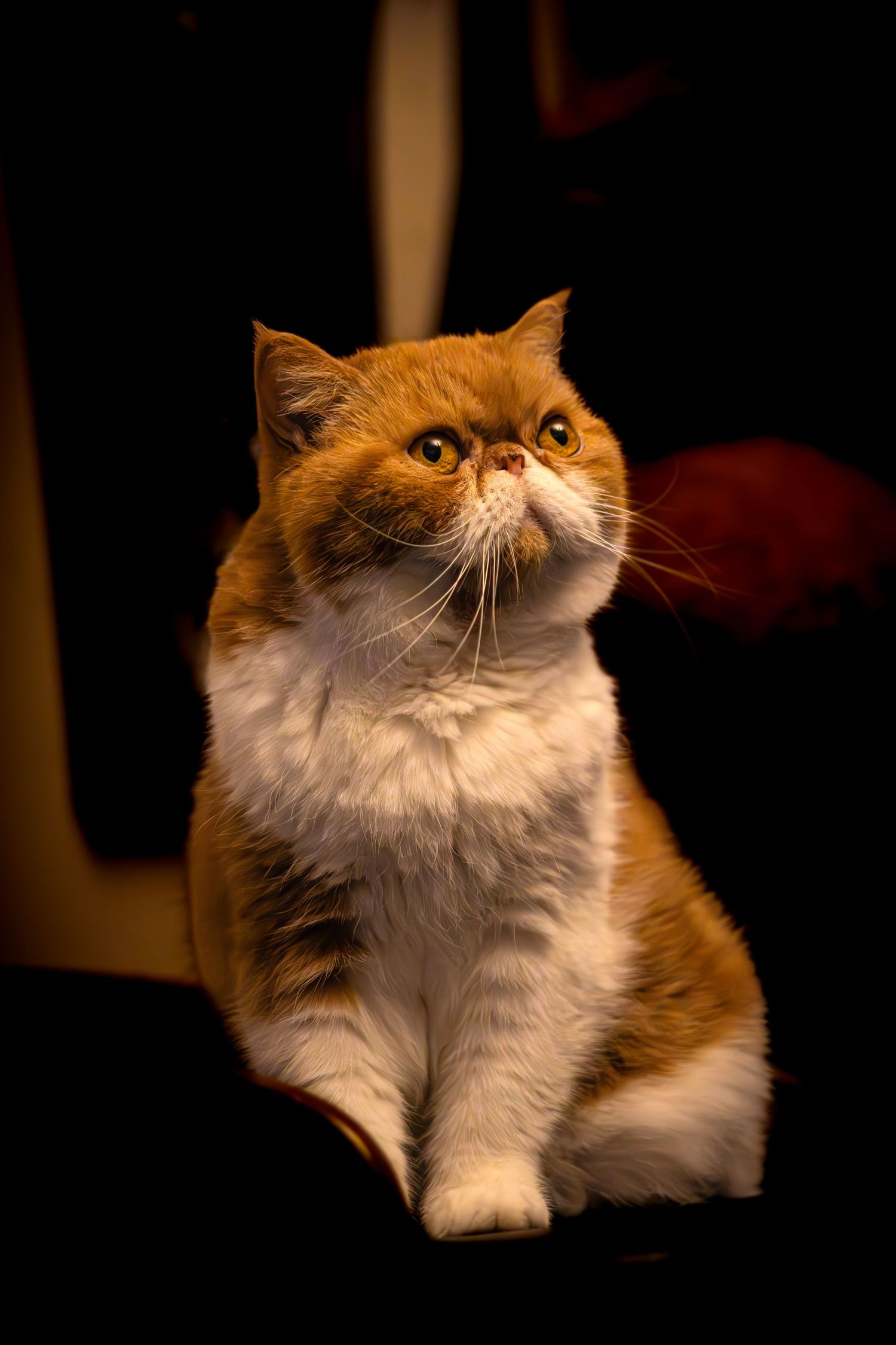 Series of profile shots showing an exotic shorthair cat with orange and white fur.