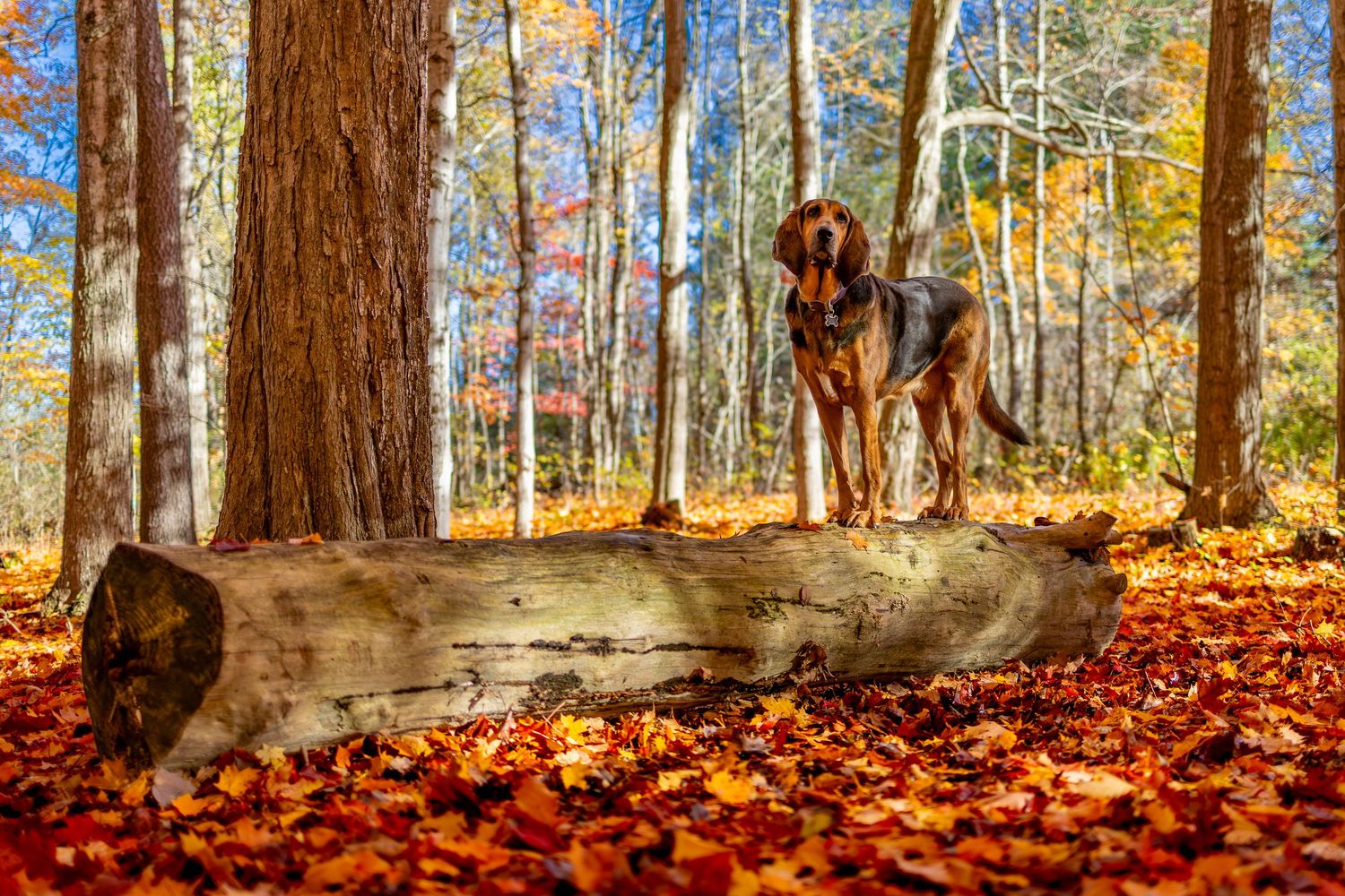 Autumn forest panorama with sunlit trees and fallen orange leaves scattered across the woodland floor.