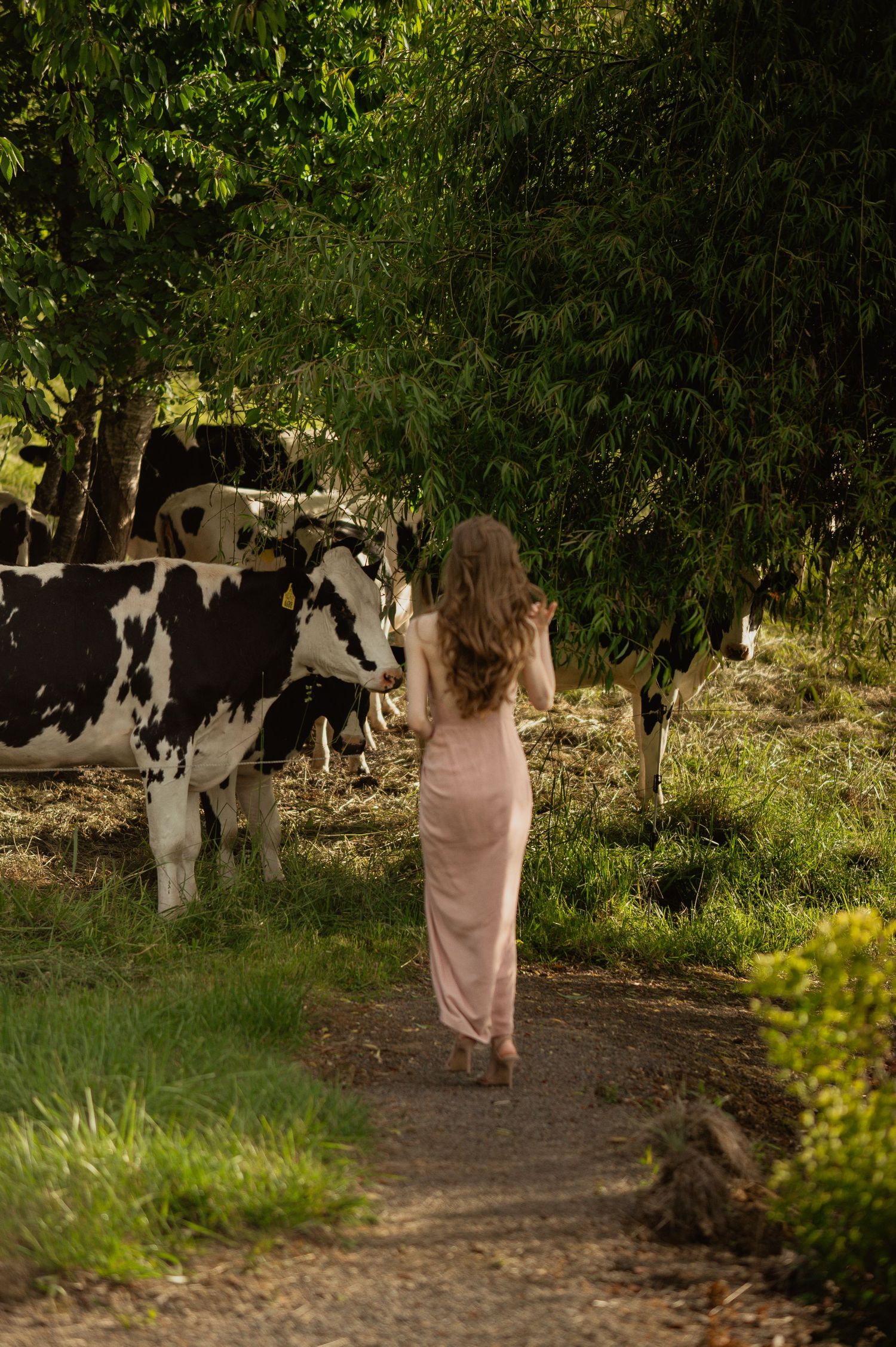 A figure in a long pink dress walks along a dirt path toward black and white dairy cows under leafy green trees.