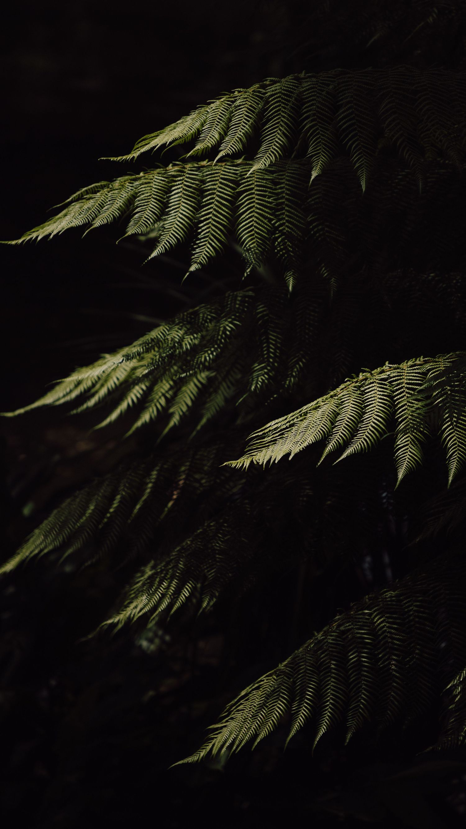 Dramatic close-up of dark fern fronds illuminated against black background.