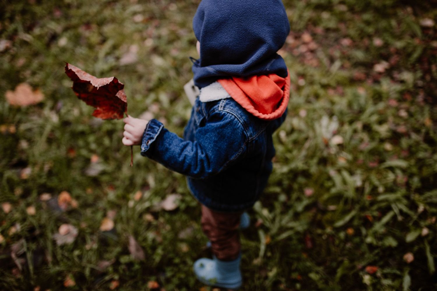 Small toddler wearing denim overalls and a red hat explores grass and fallen leaves in an outdoor setting.