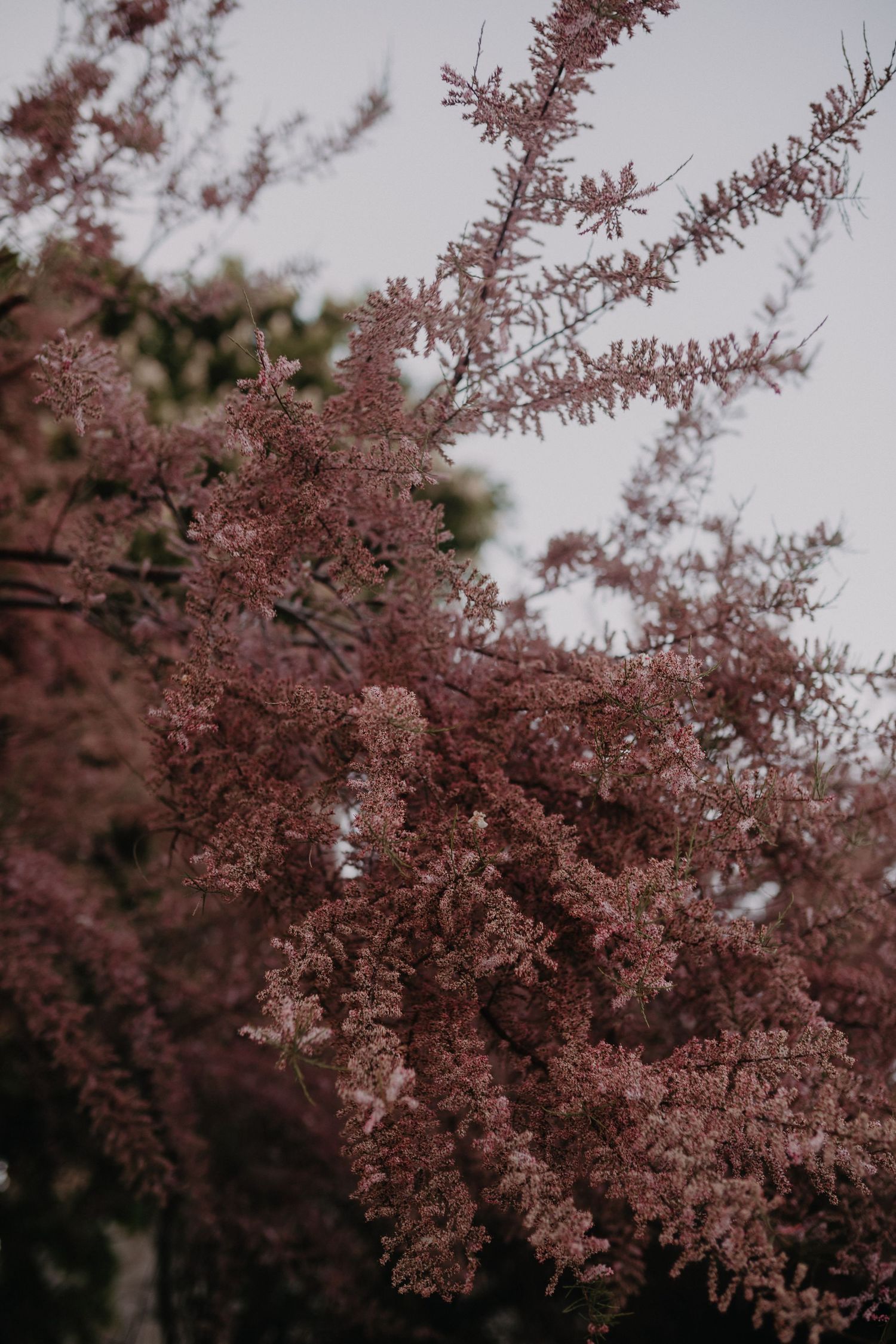 Delicate pink cherry blossom branches sway against a moody overcast sky in soft focus.