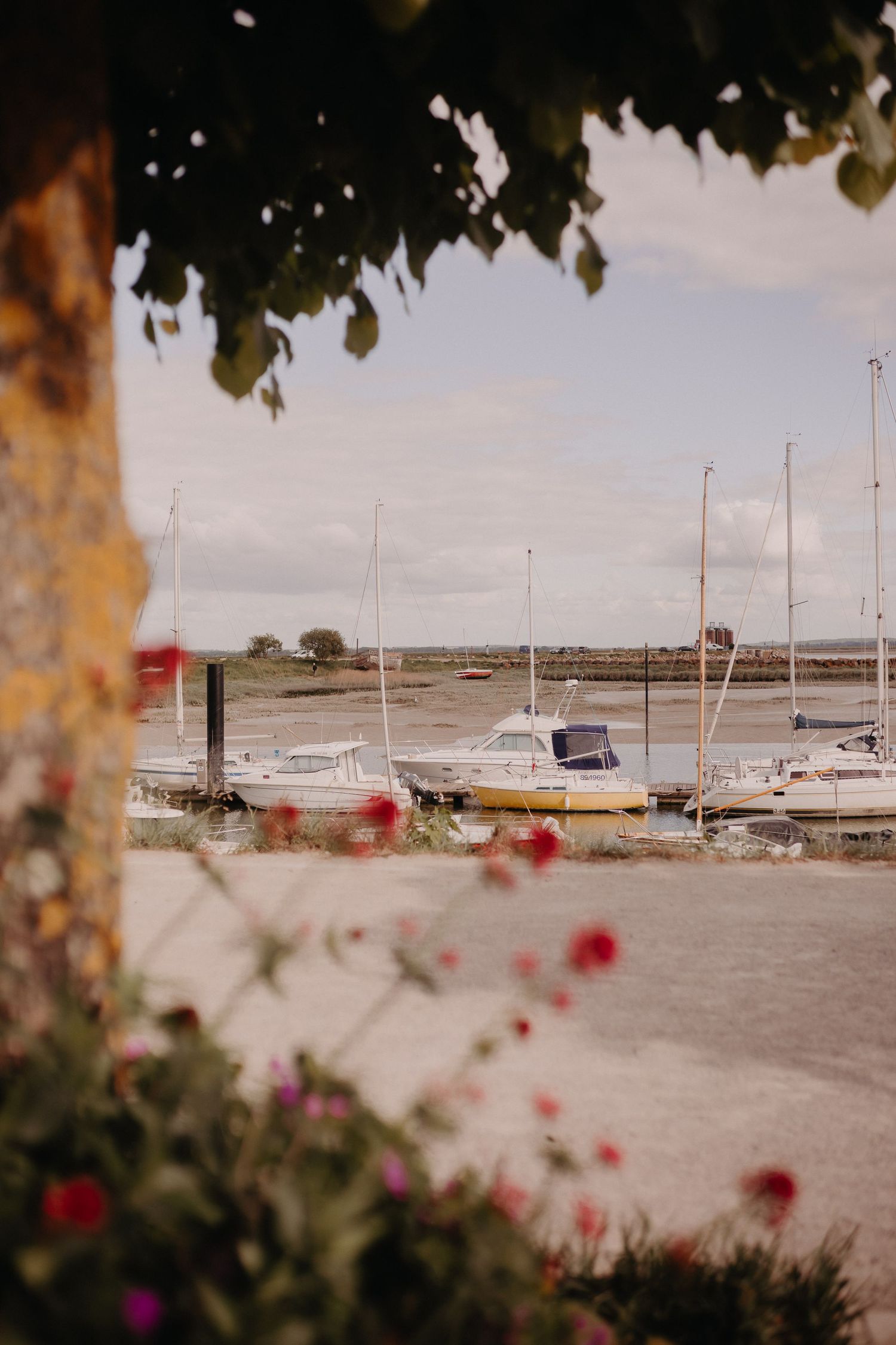 Sailboats docked at a marina on a cloudy day, framed by red flowers and tree leaves in the foreground.