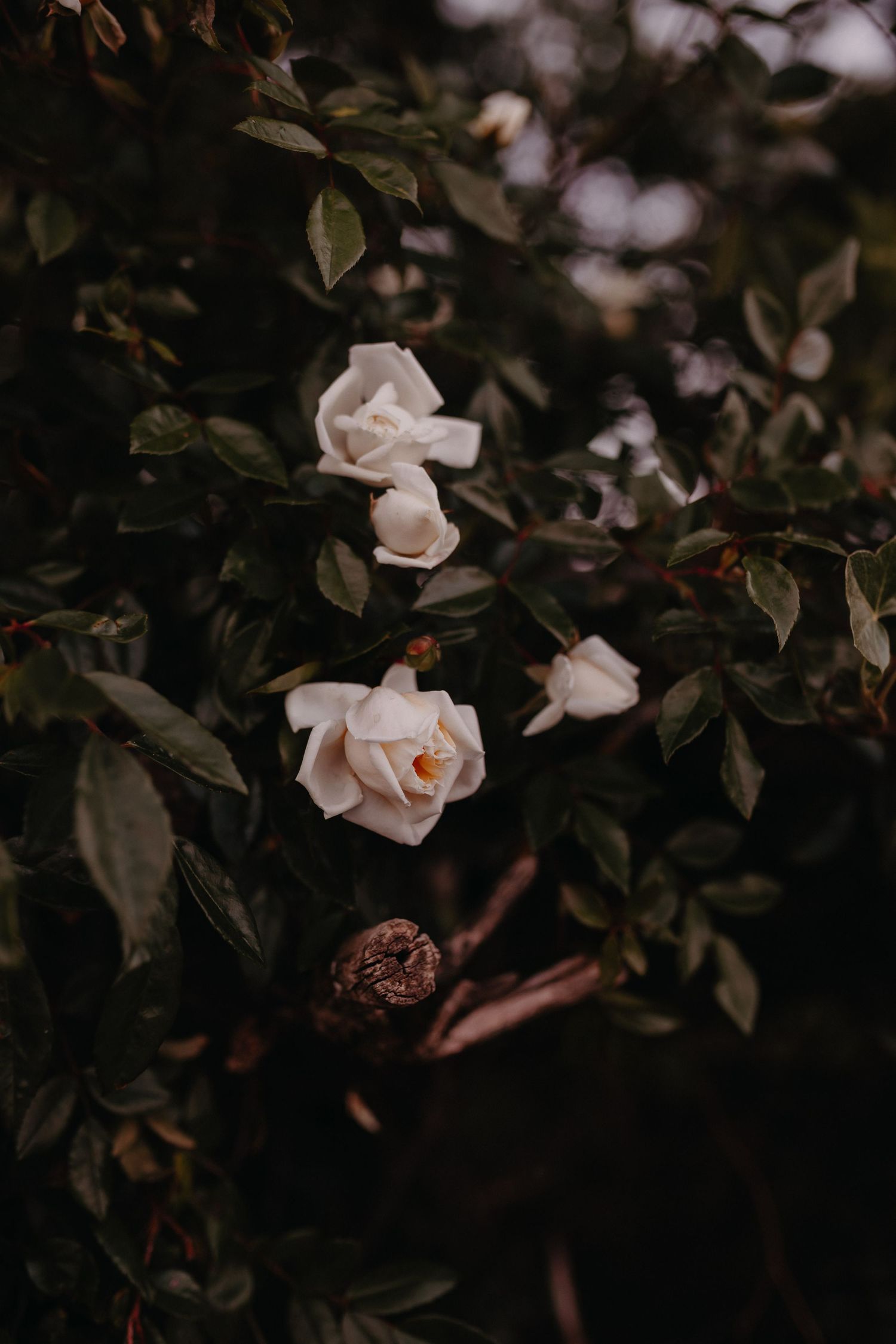 Delicate white roses bloom against dark green foliage in a moody, atmospheric garden setting.