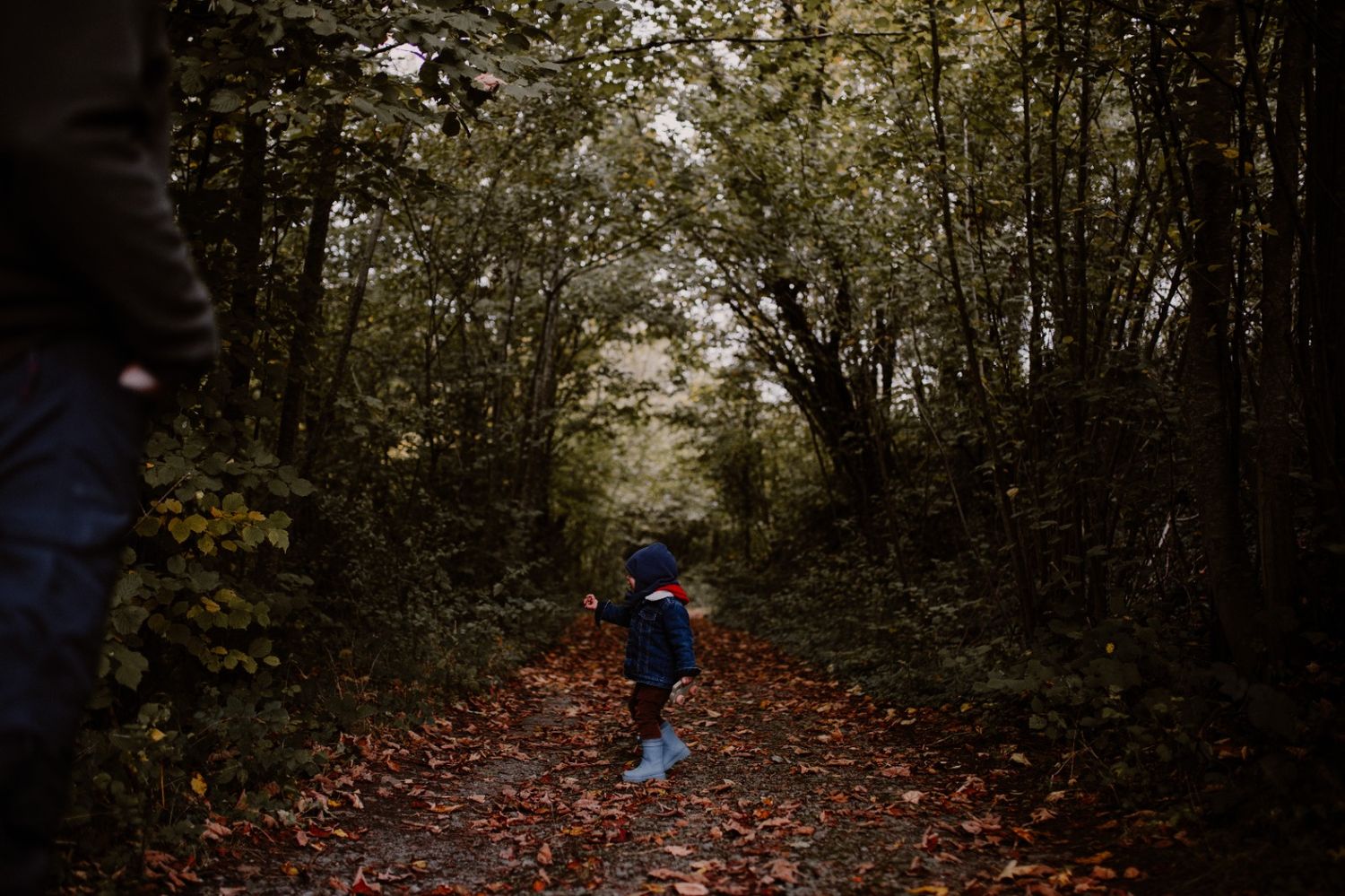 Person walking along a wooded trail covered in vibrant red autumn leaves surrounded by tall trees.